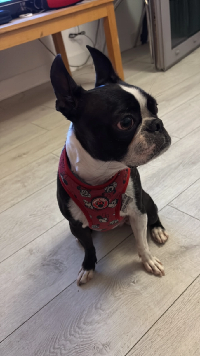 Minnie - Factory Road, London