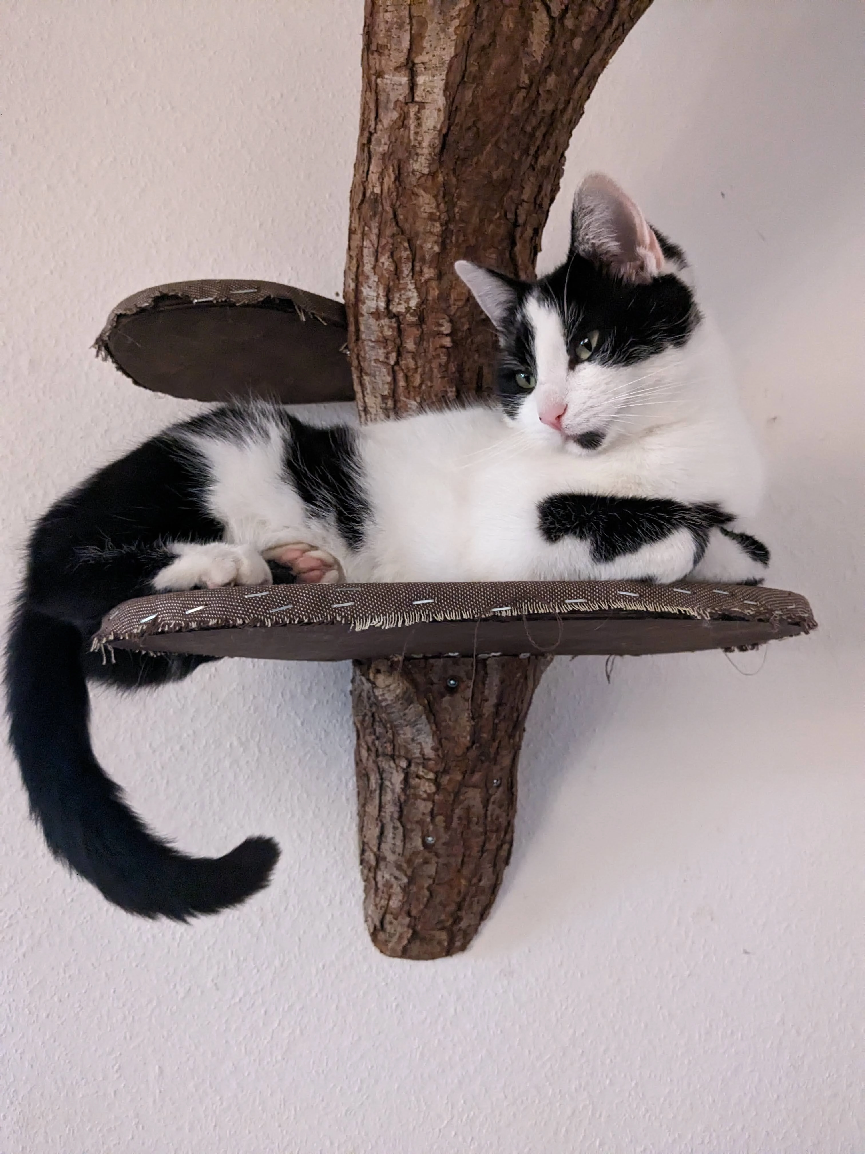 Merlin - Honsberger Straße, Radevormwald