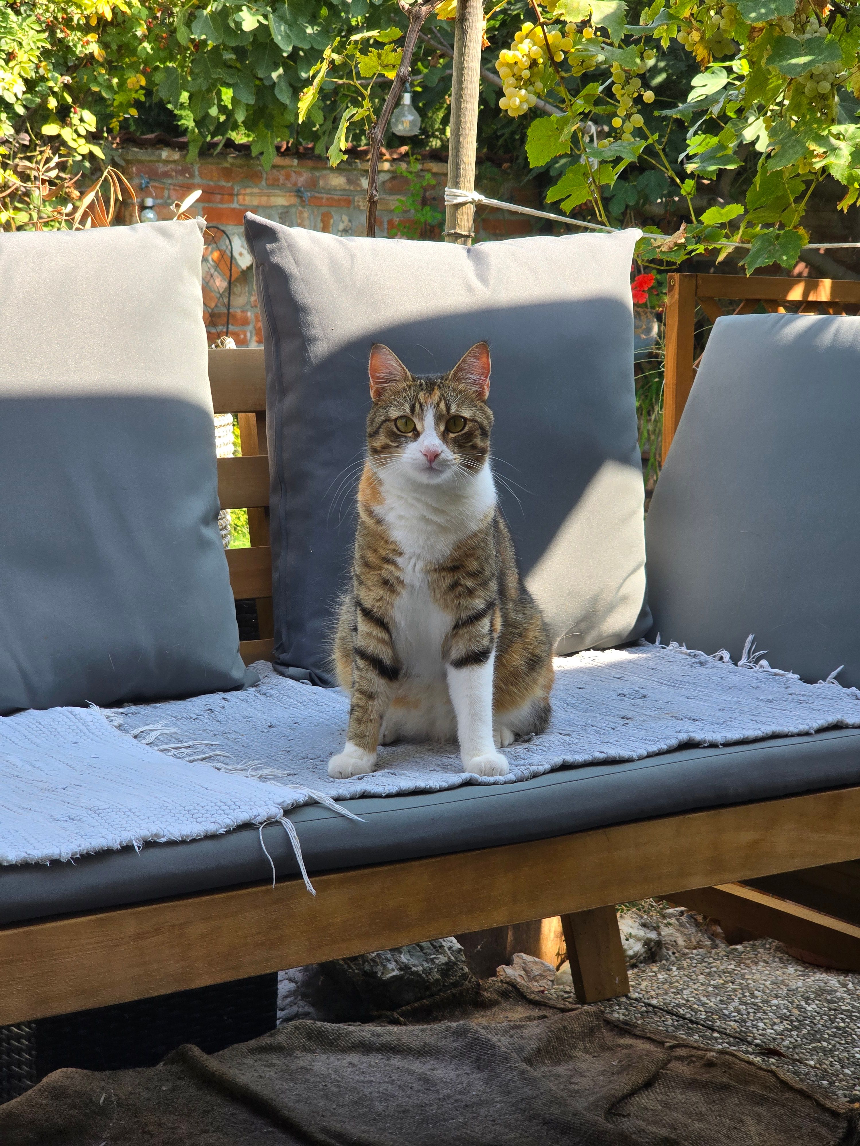 Püppi - Heidegasse, Rust