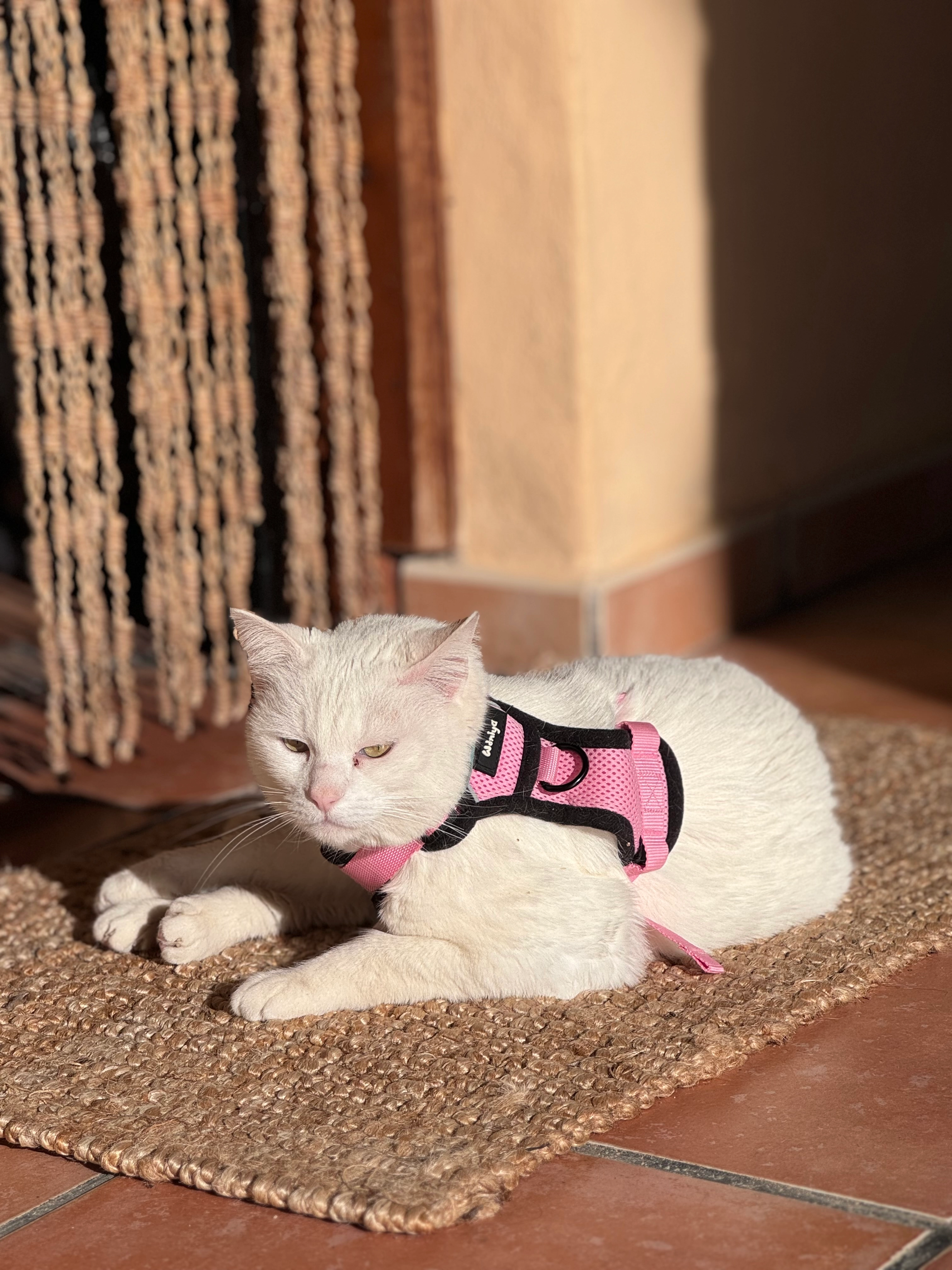 Dina - Partida De Montroy, Polop