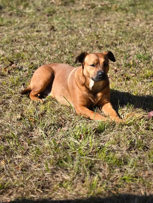 Buddy - Tulane Rd, Horn Lake