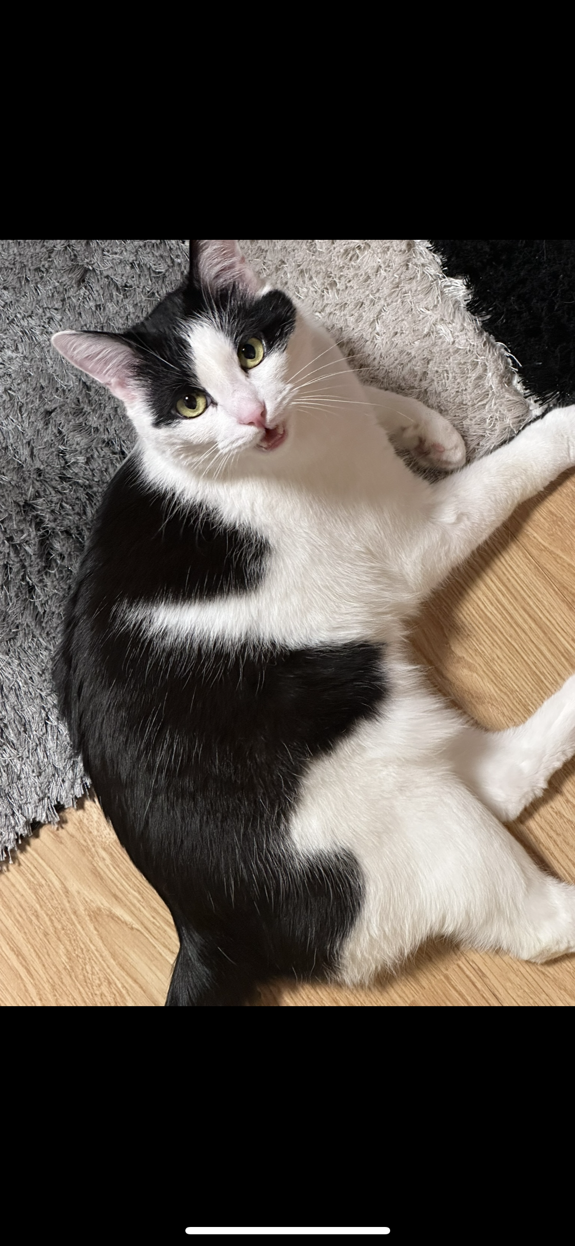 Simba (Bubi) - Pfarrer-Busler-Straße, Arnstorf