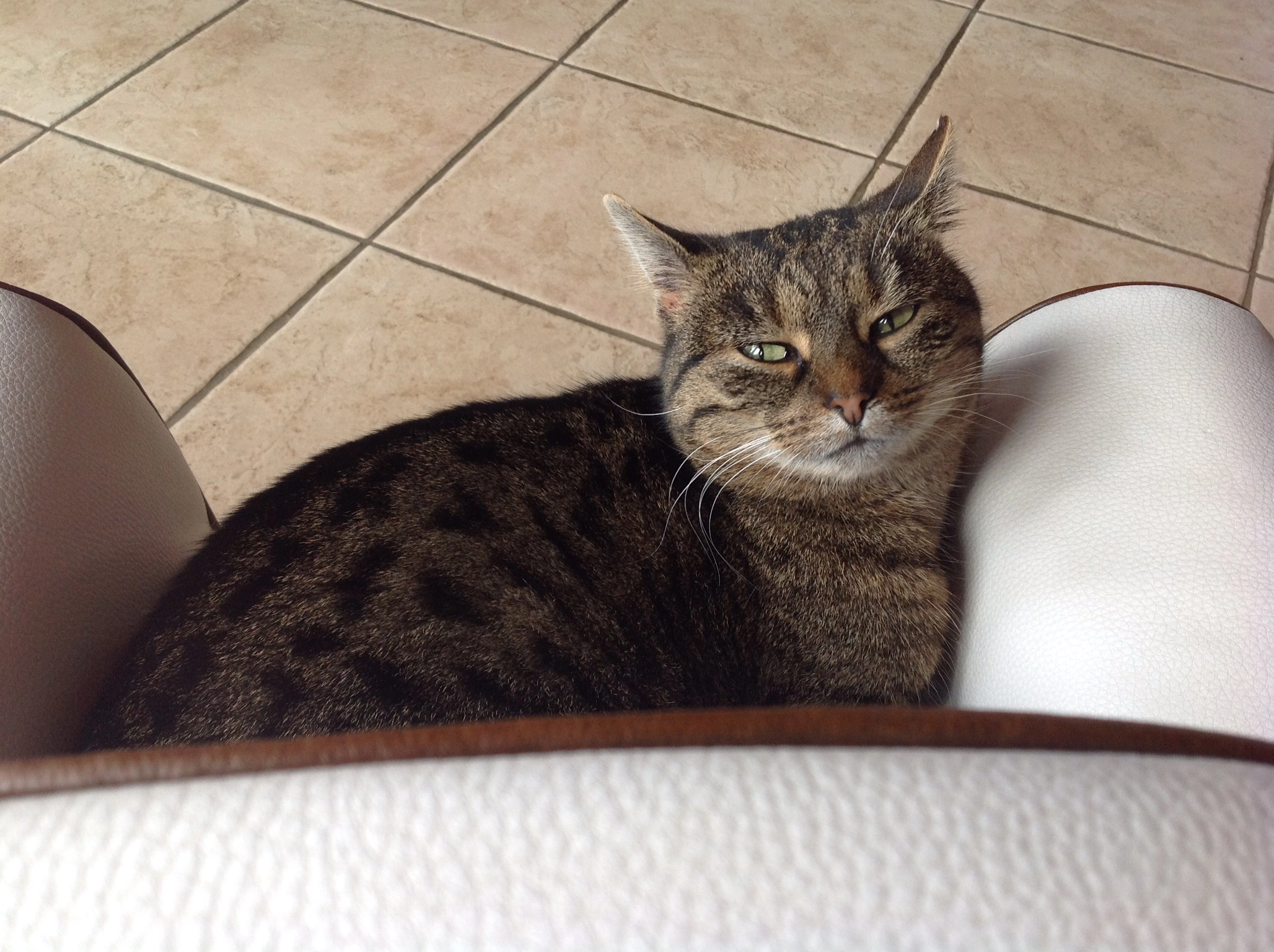 Balu - Wildbacher Hang, Langenweißbach