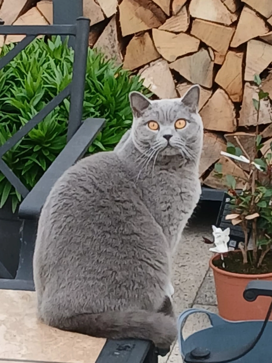 Willow  - Langford Drive, Towyn