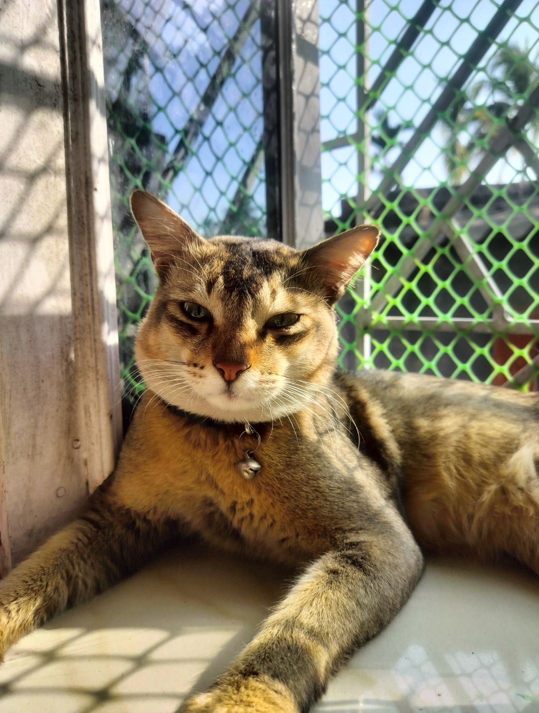 Keltu - Radha Gobinda Kar Road, Kolkata