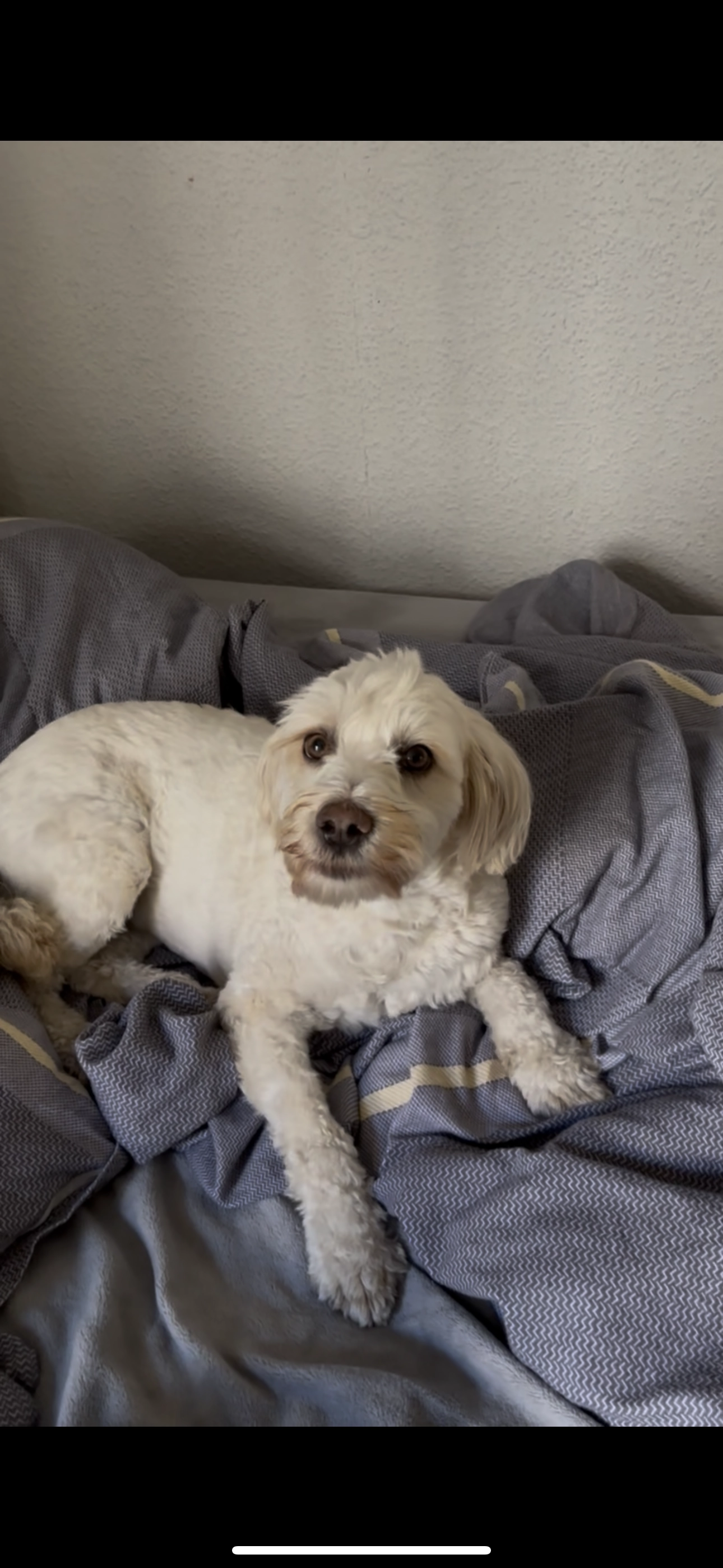 Balım - Badstraße 20, Berlin