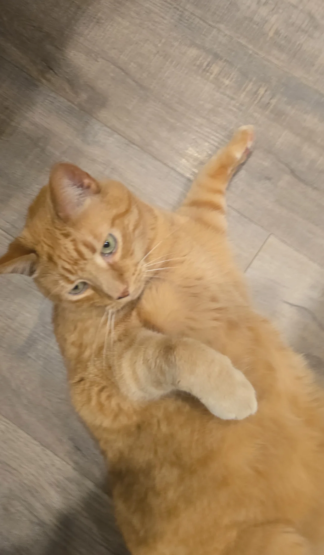 Tijger - Oranjestraat, Berkel en Rodenrijs