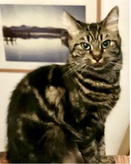 Long-haired Tabby - RG21 5, Basingstoke