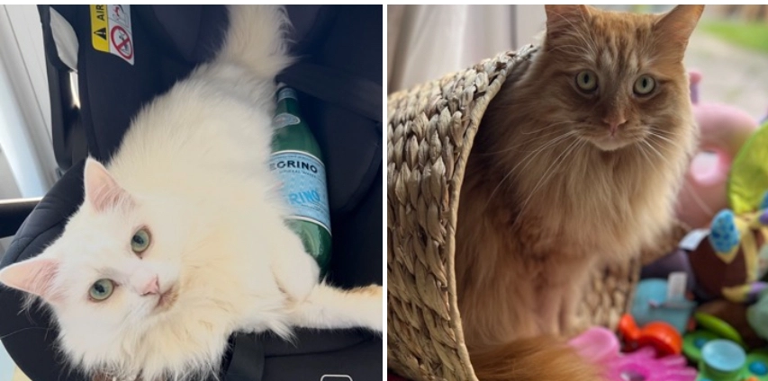 Chloe and Marshall - Longridge Way, Weston-super-Mare