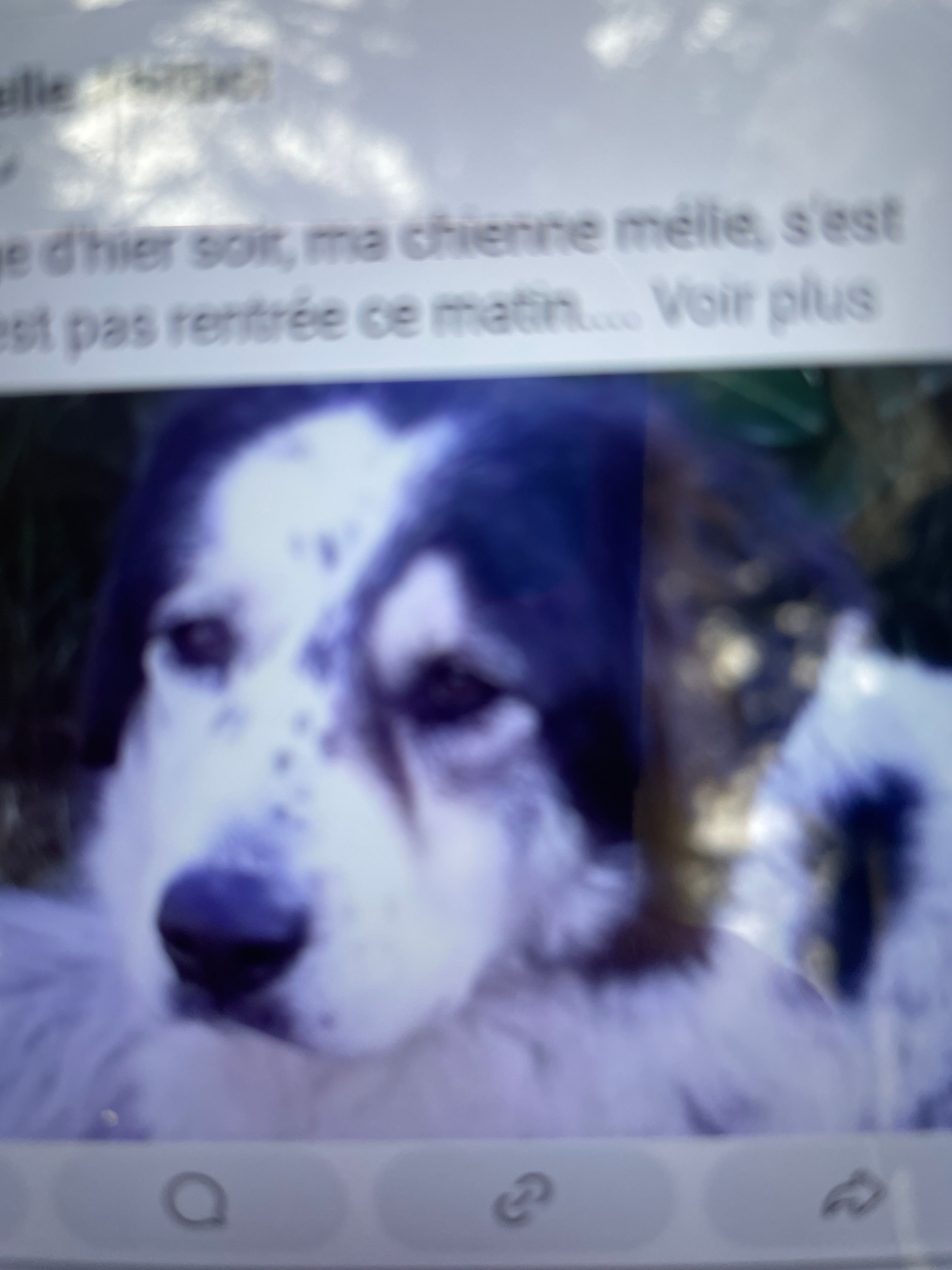 Melie - Signablin, Châtel-Montagne