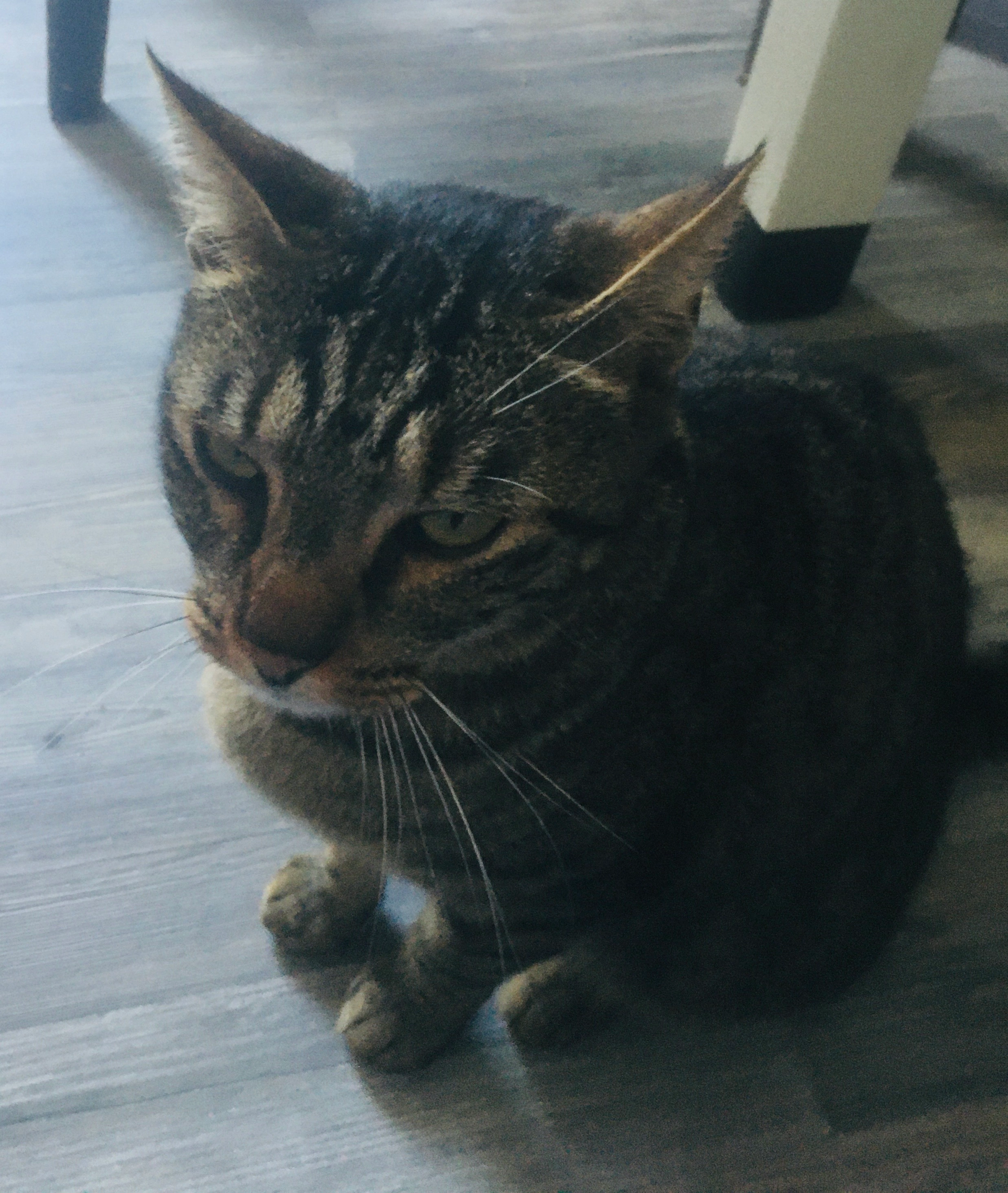 Mimi - Chemin Des Dolmens, Brignoles
