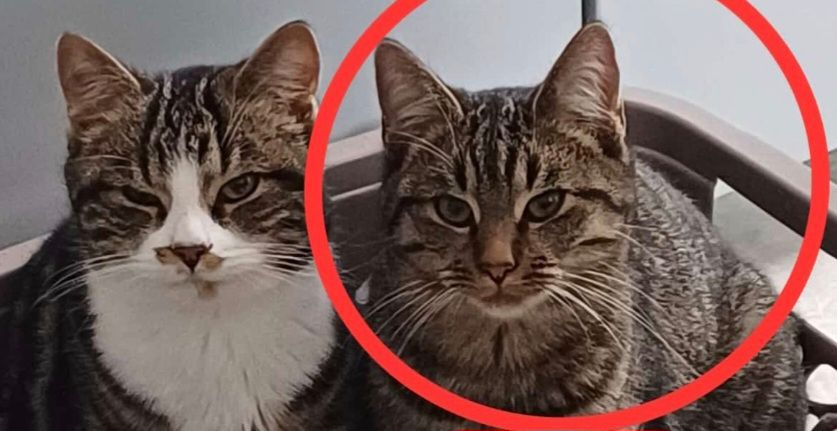 Karl - Alte Dorfstraße, Vellahn