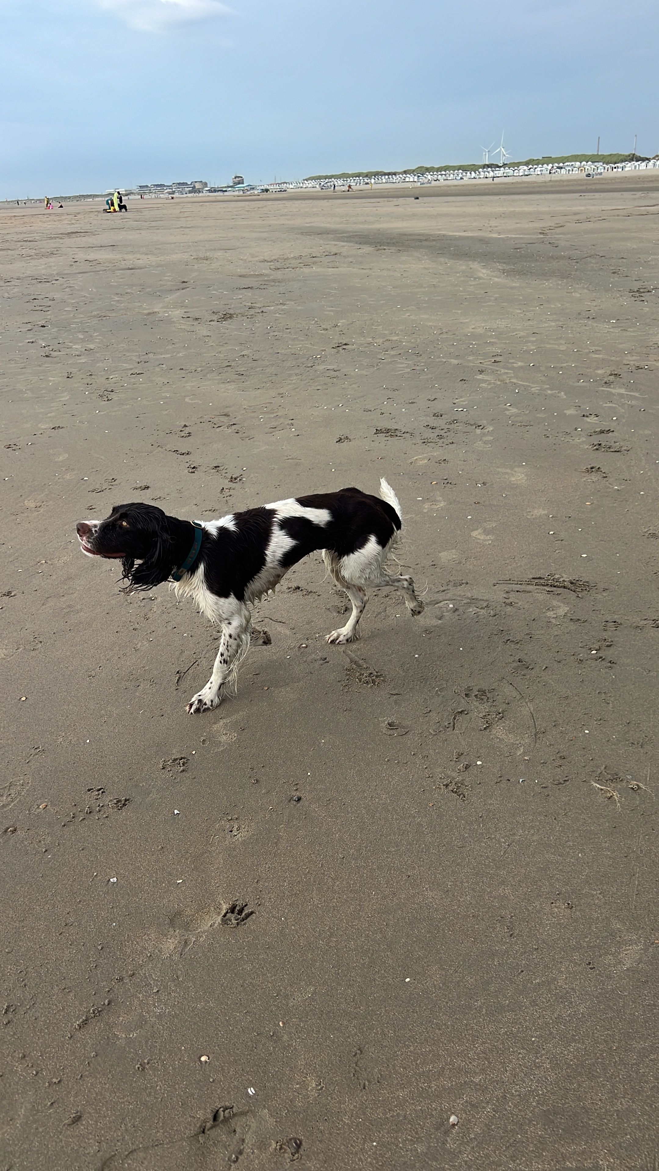 Tavi - Rue Du Mont Gignard, Arelaune-en-Seine