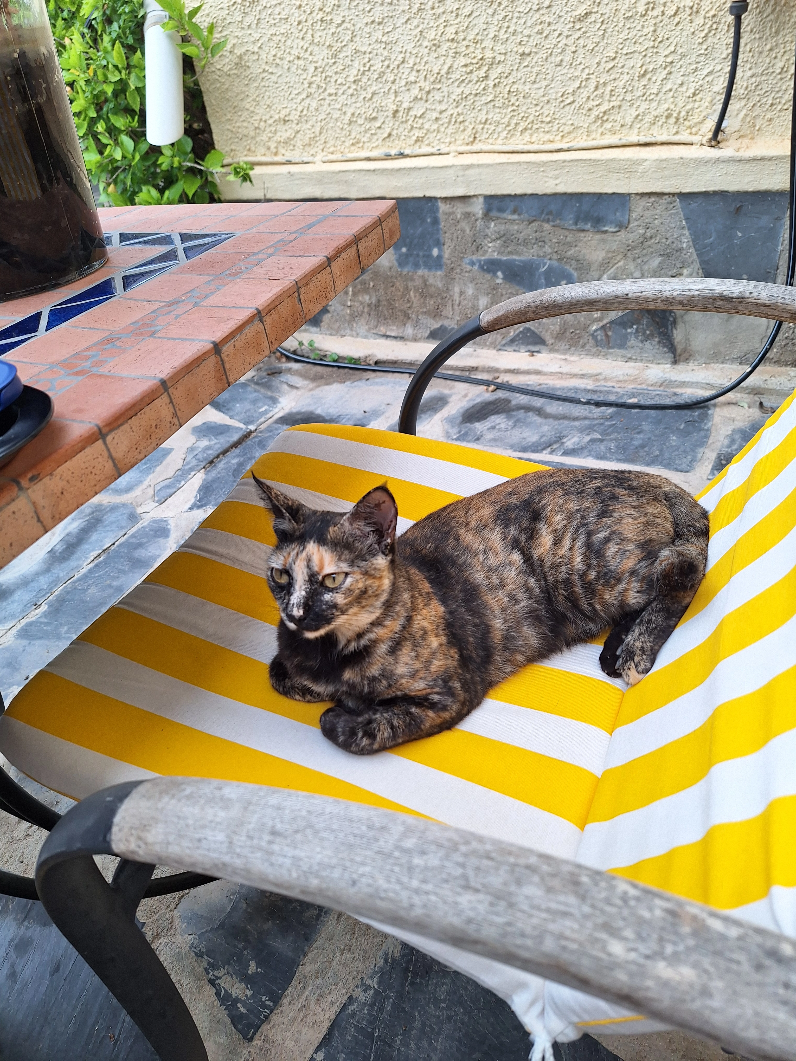 Tinka - Avenida Juan Carlos I, San Fulgencio