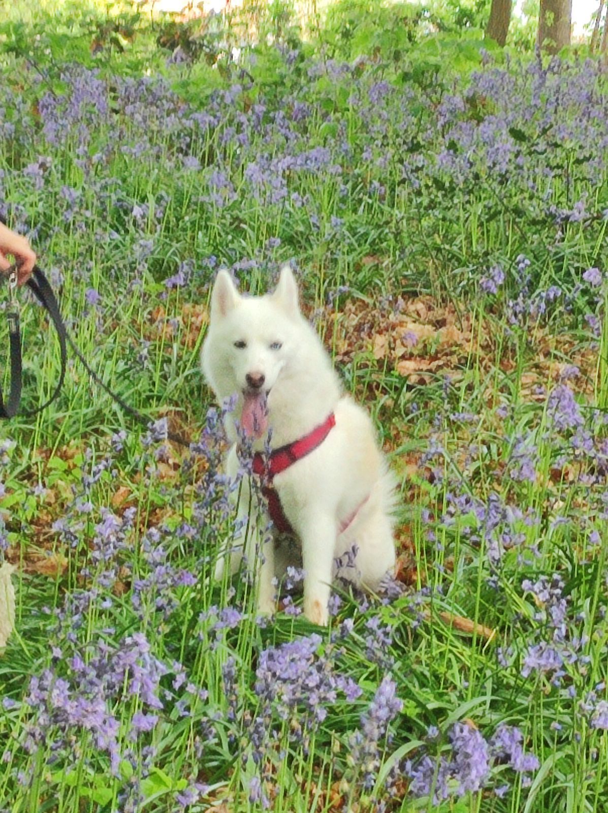 Ulova - Rue Notre-Dame, Hazebrouck