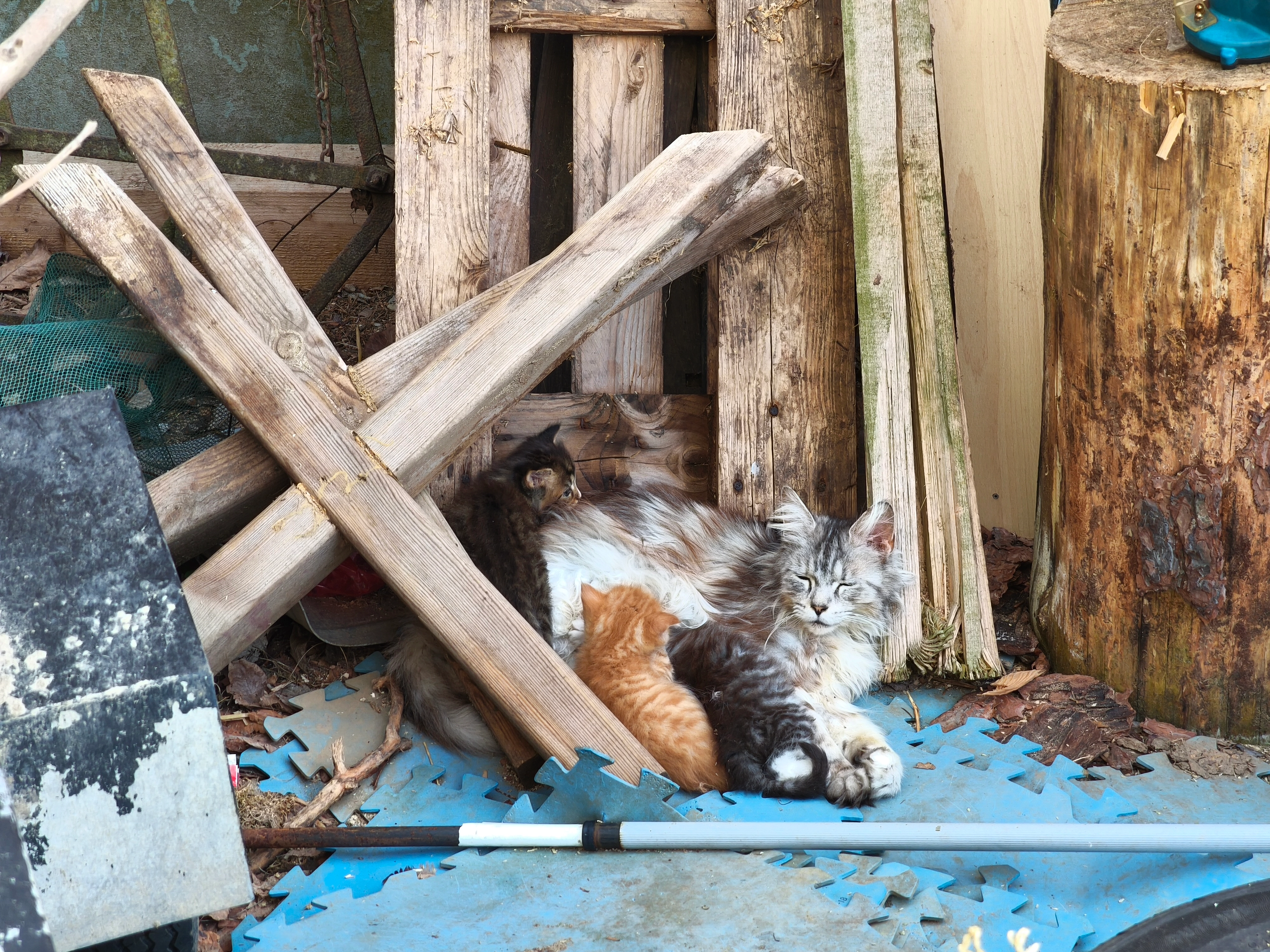 Luna  - Neustadt, Haussömmern