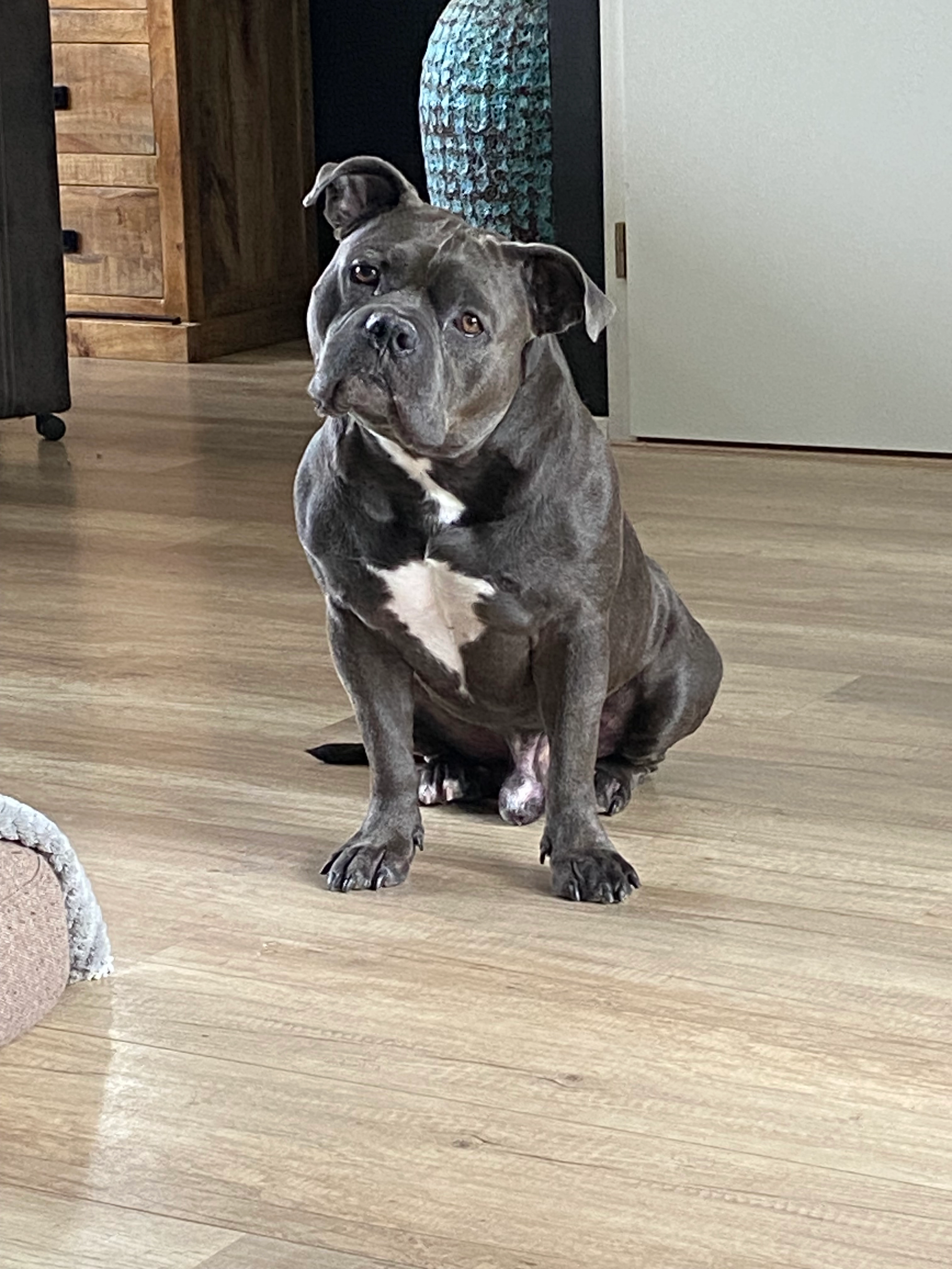 Bentley  - Jacob Coorenlaan, Heerhugowaard