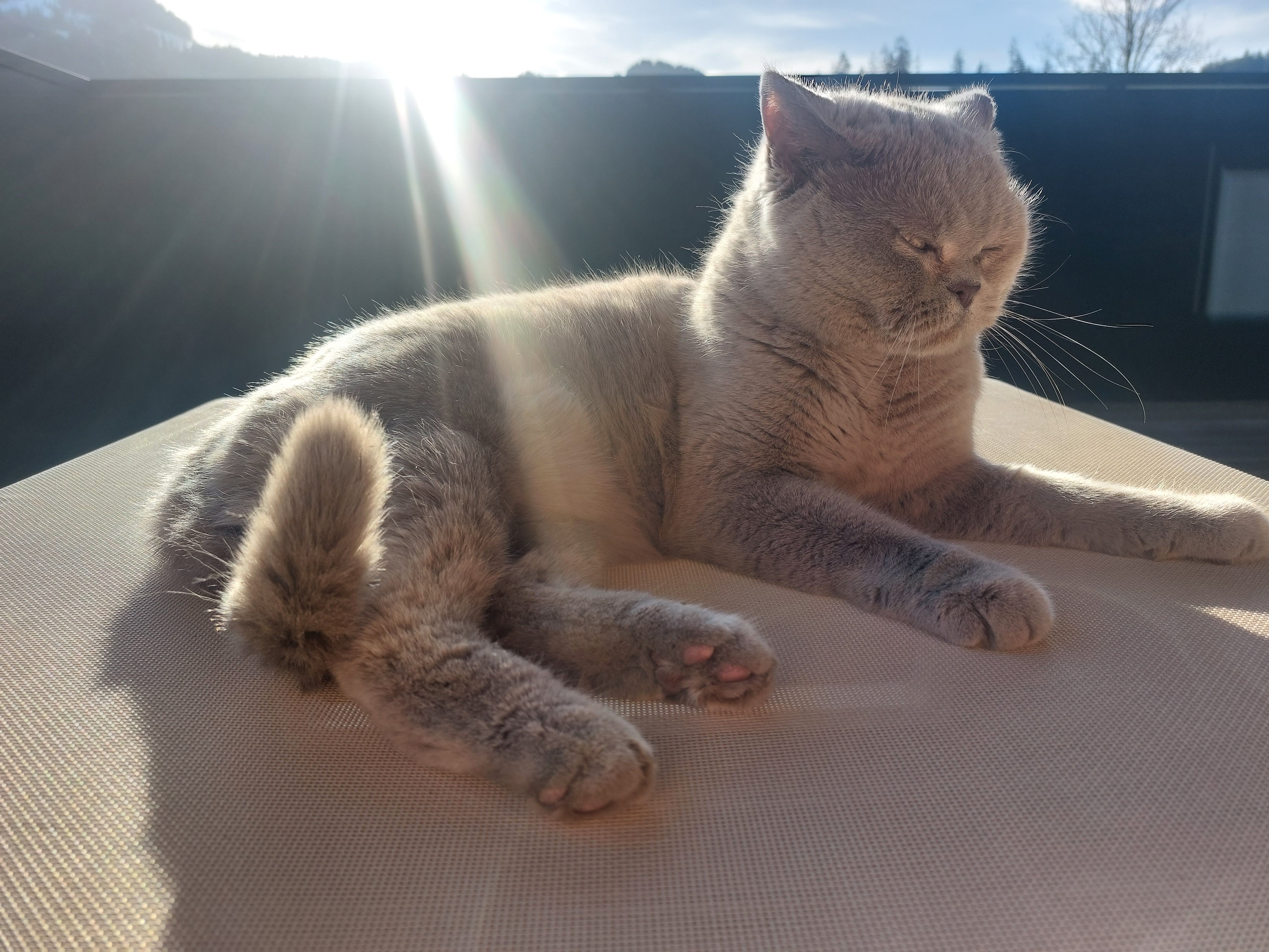 Ginger  - Ölberg, Kitzbühel