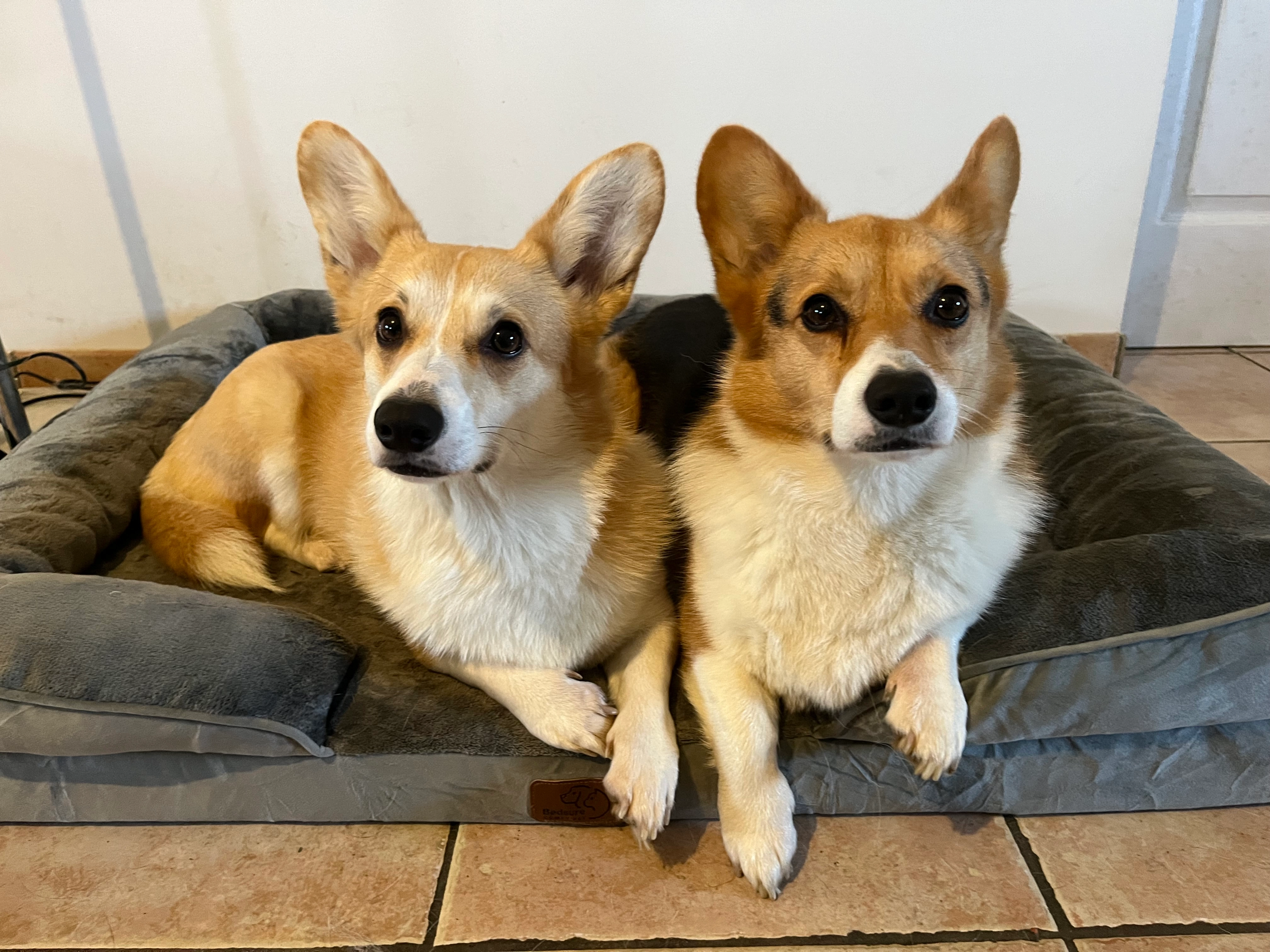 Ozzy et Peach - 1144 Route de Lombez, L'Isle-Jourdain