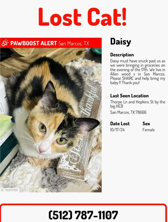 Daisy  - Thorpe Lane, San Marcos