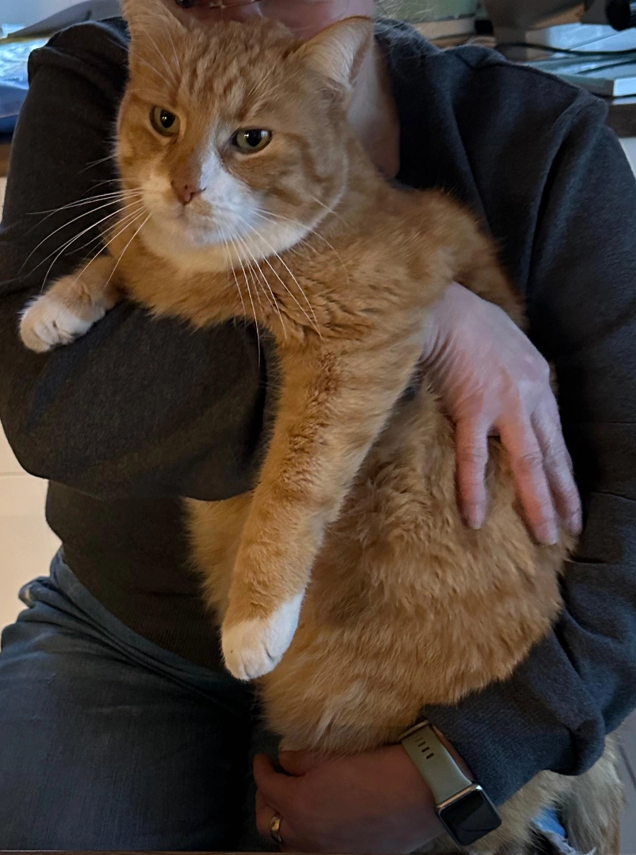 Remus - Höllweg, Halle