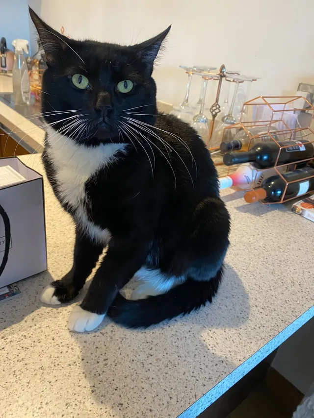 Oreo - Felsted, Milton Keynes
