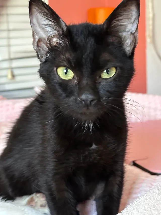 Sebastian - 11946 169th St, Artesia Calfornia