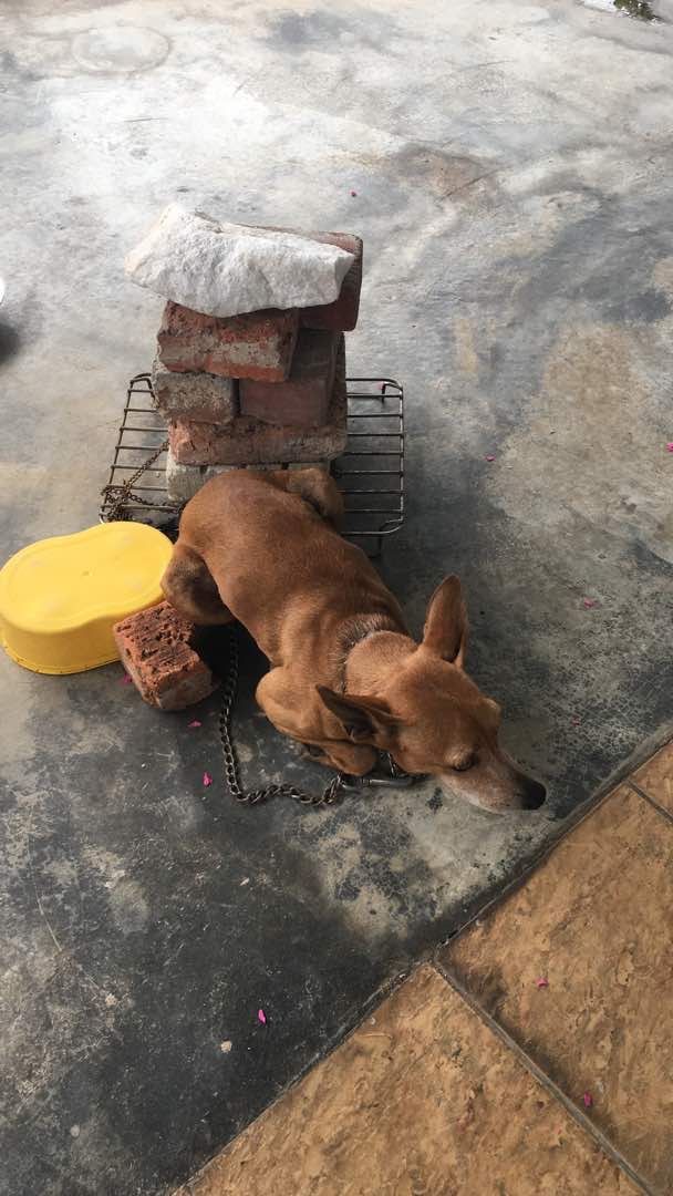 Ginger - Rapat Permai 3, Ipoh