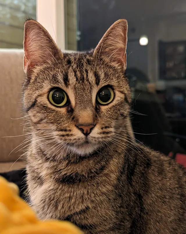 Sookie - College Street, Jacksonville