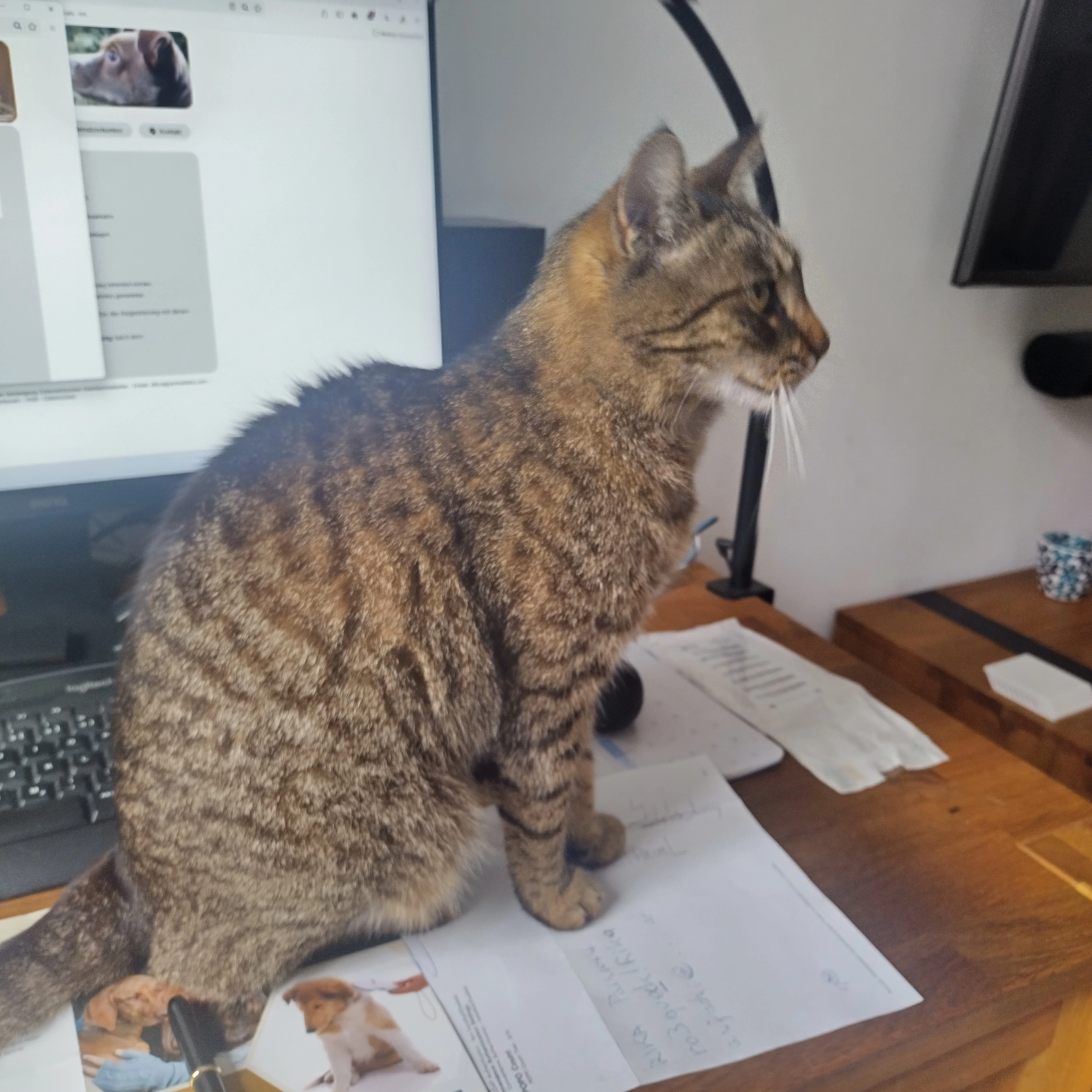 Lucy - Hauptplatz, Eberau