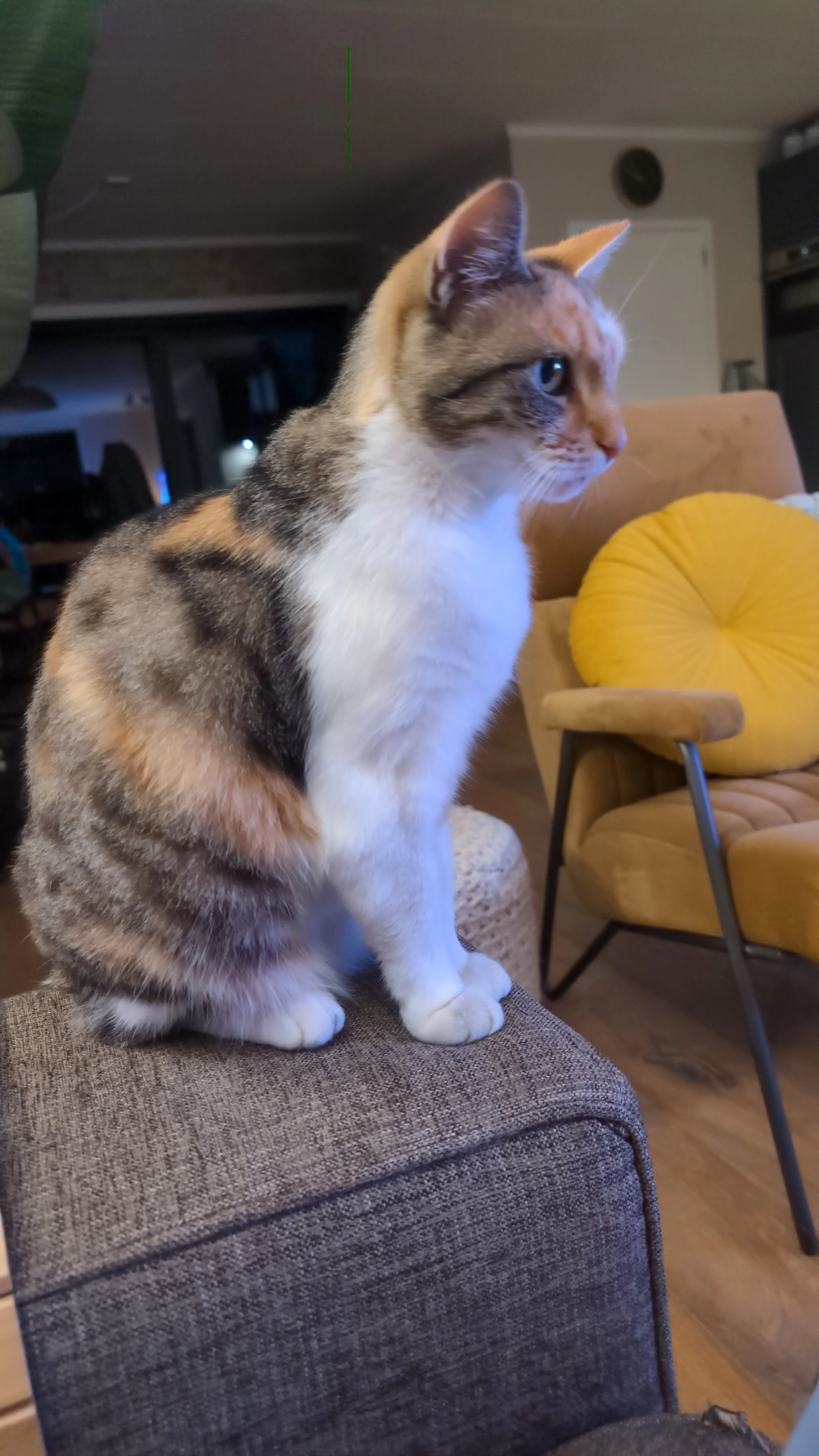 Saartje  - Weeldeweg, Burgh-Haamstede