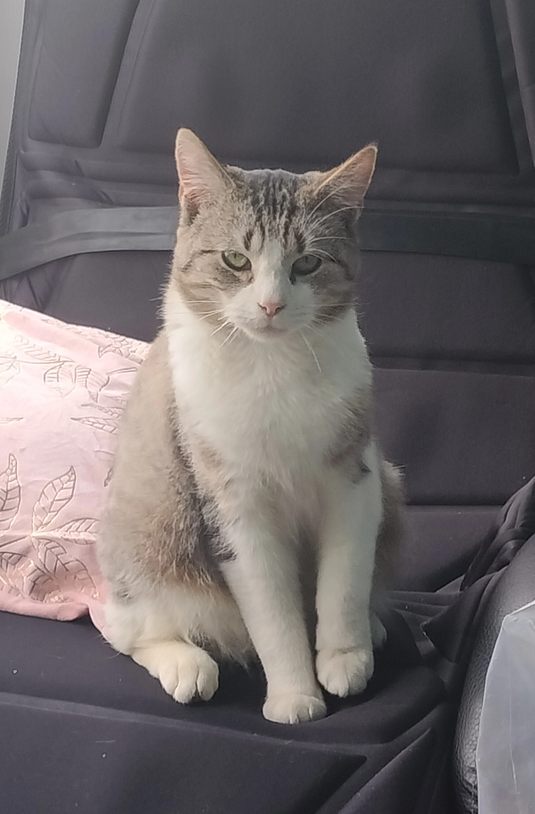 Otis - Rue Du Fayat, Mettet