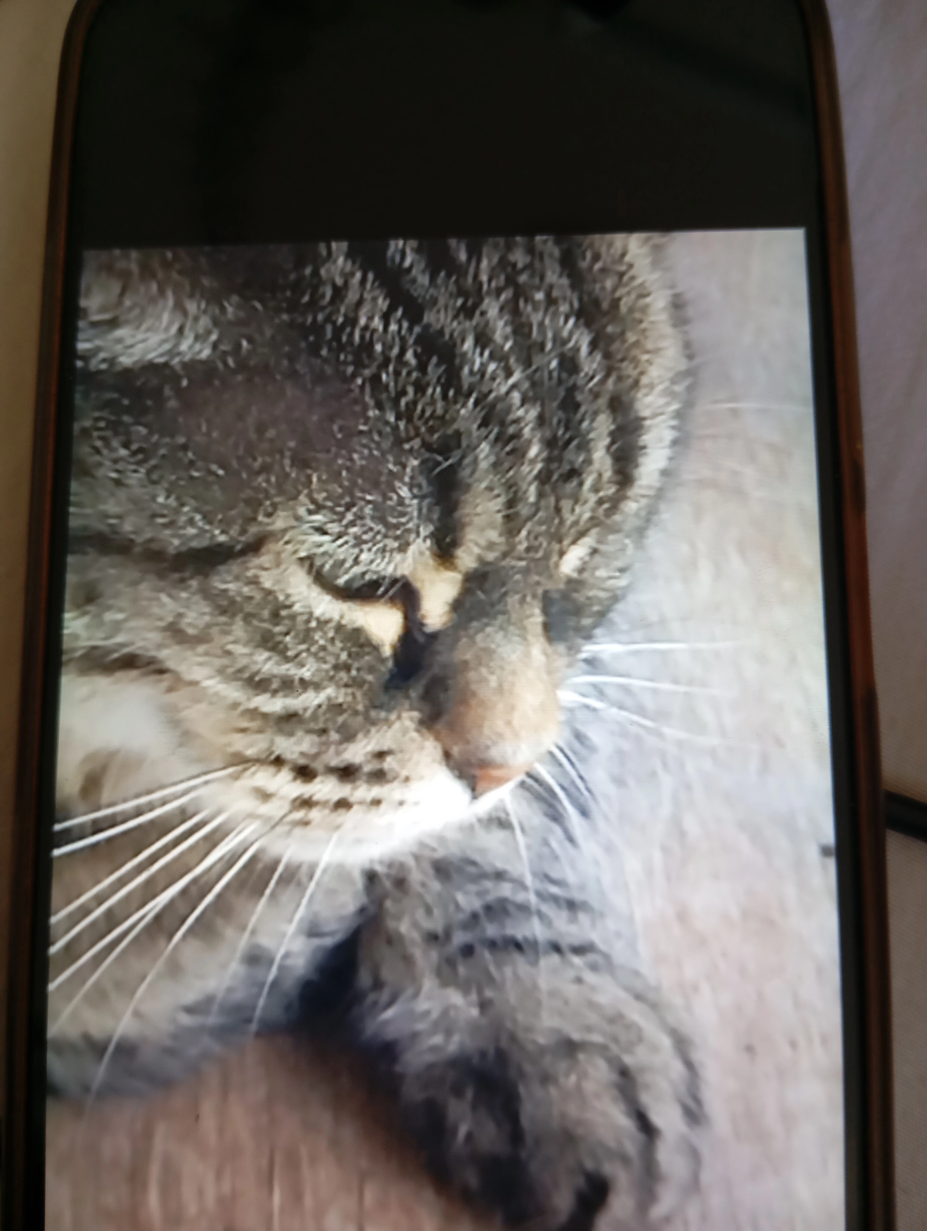 Mistigri - 7 Rue de la Croix Pigeon, Troyes