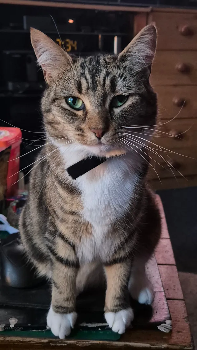 Cleo - Fairview Crescent, Harrow