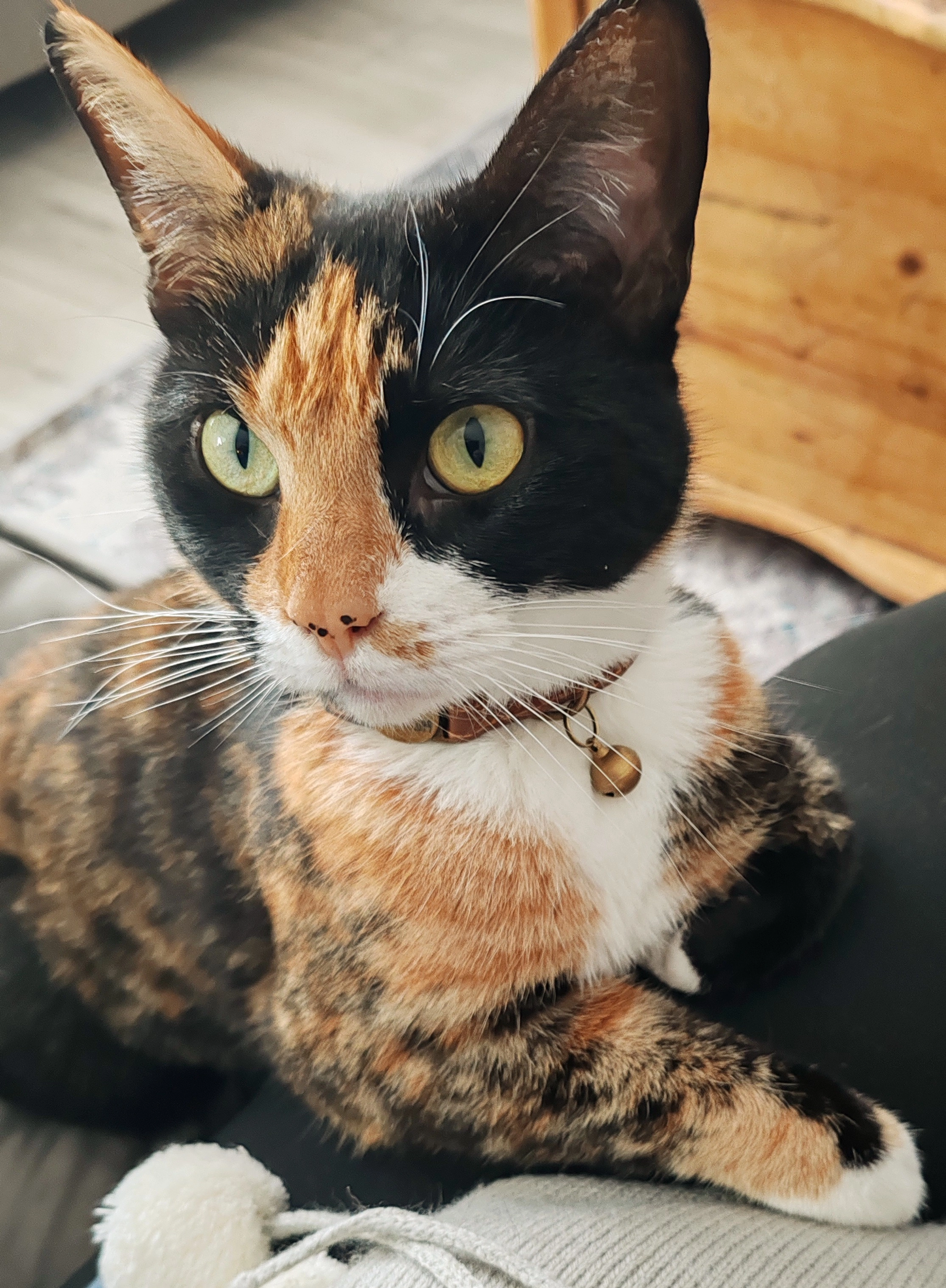 Phoenix - Tynemouth Road, Wallsend