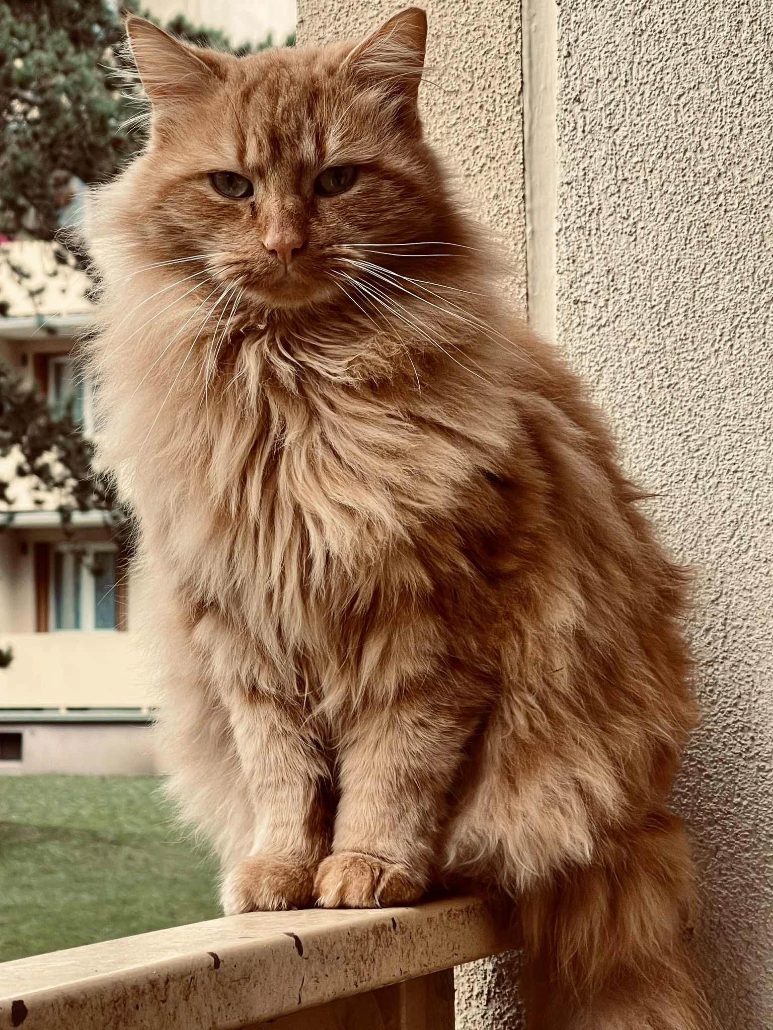 Yuzu - Rue de Lorraine, Igney