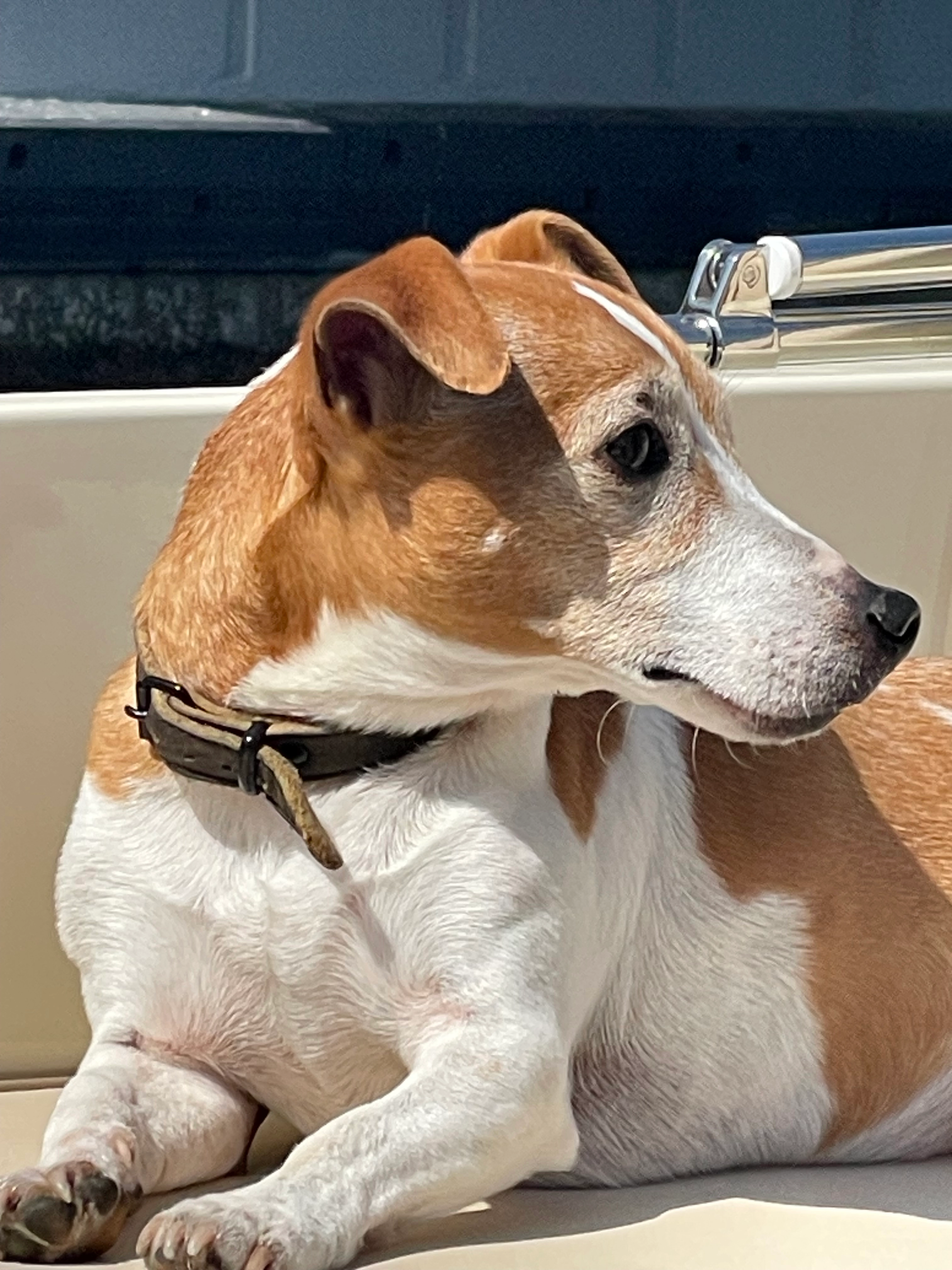 Jackie - Hannie Schaftstraat, Leidschendam