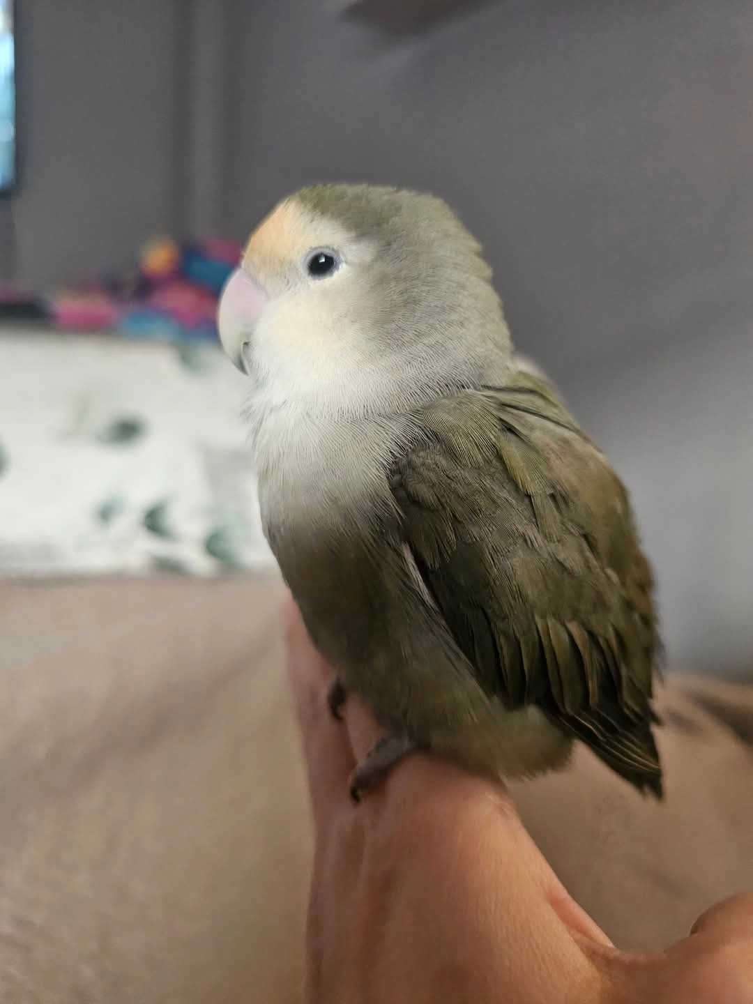 Silver - Calle Profesor Manuel Garzón Pareja, Granada