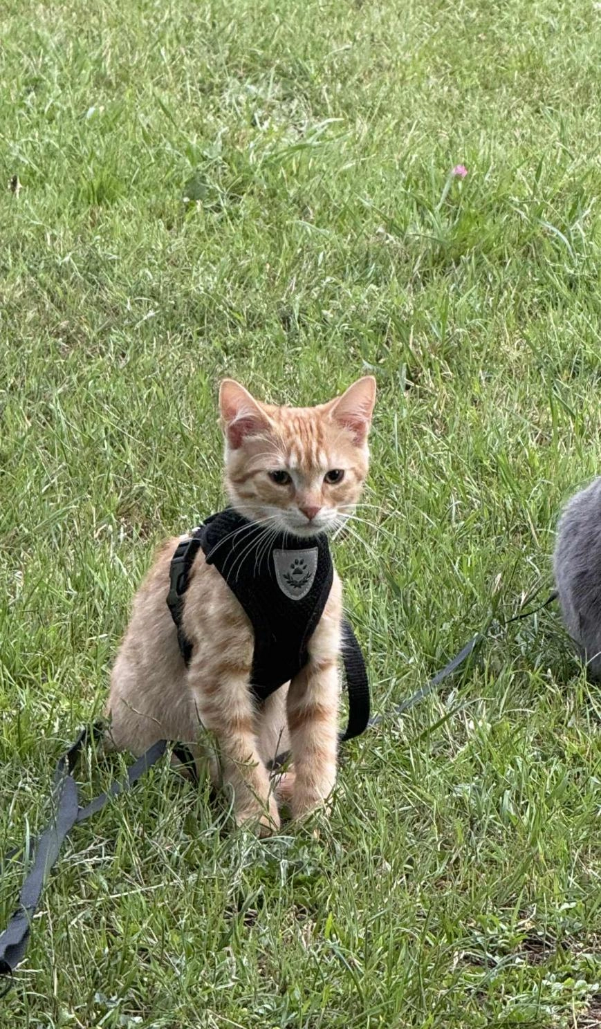 persik - Rue Saint-Vincent De Paul, Caen