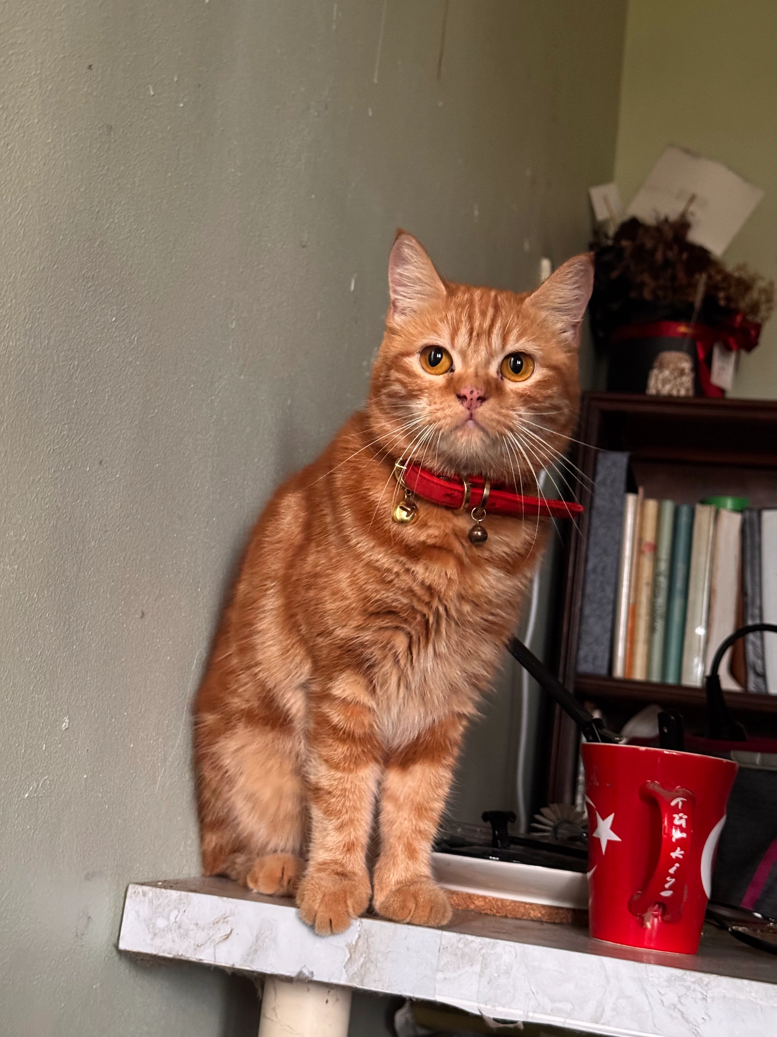 YowYow - 26100, Kuantan