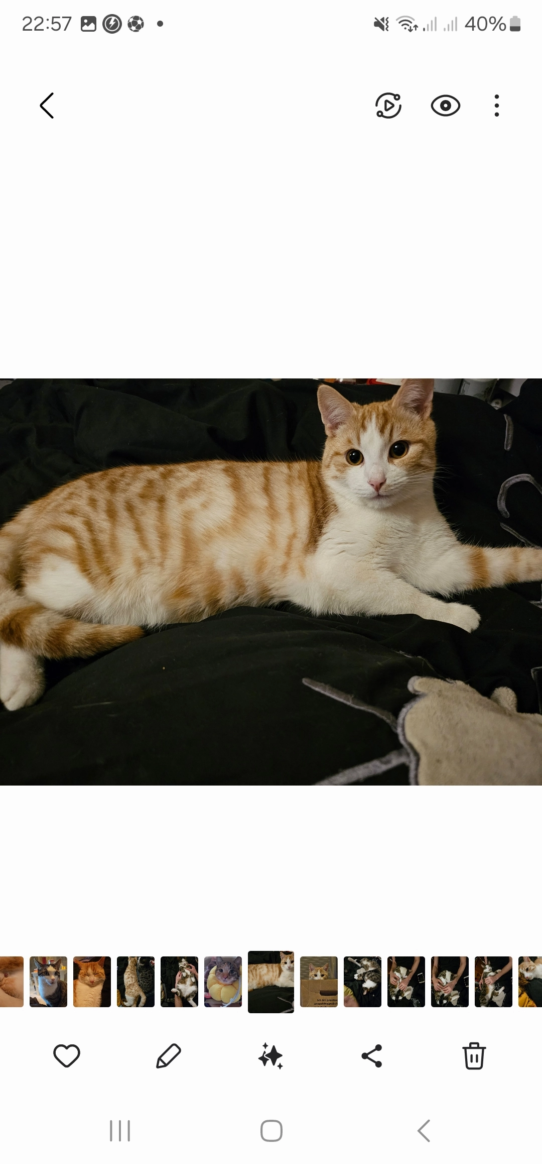 Loki - Grünental, Detmold