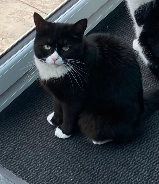 Olly - Woodford Crescent, Pinner
