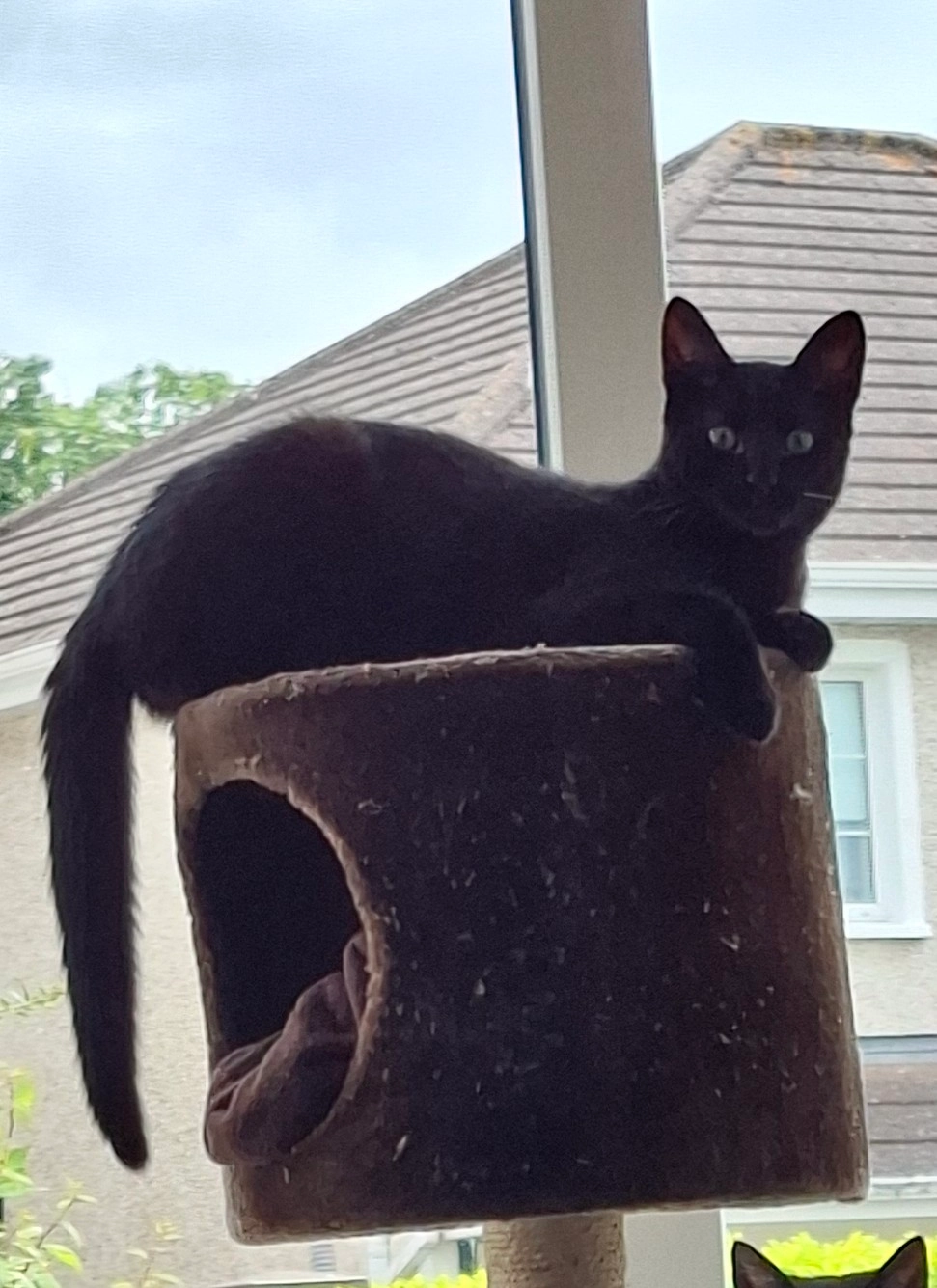 Timmy - 33 Millennium Court, Chaplestown, Carlow