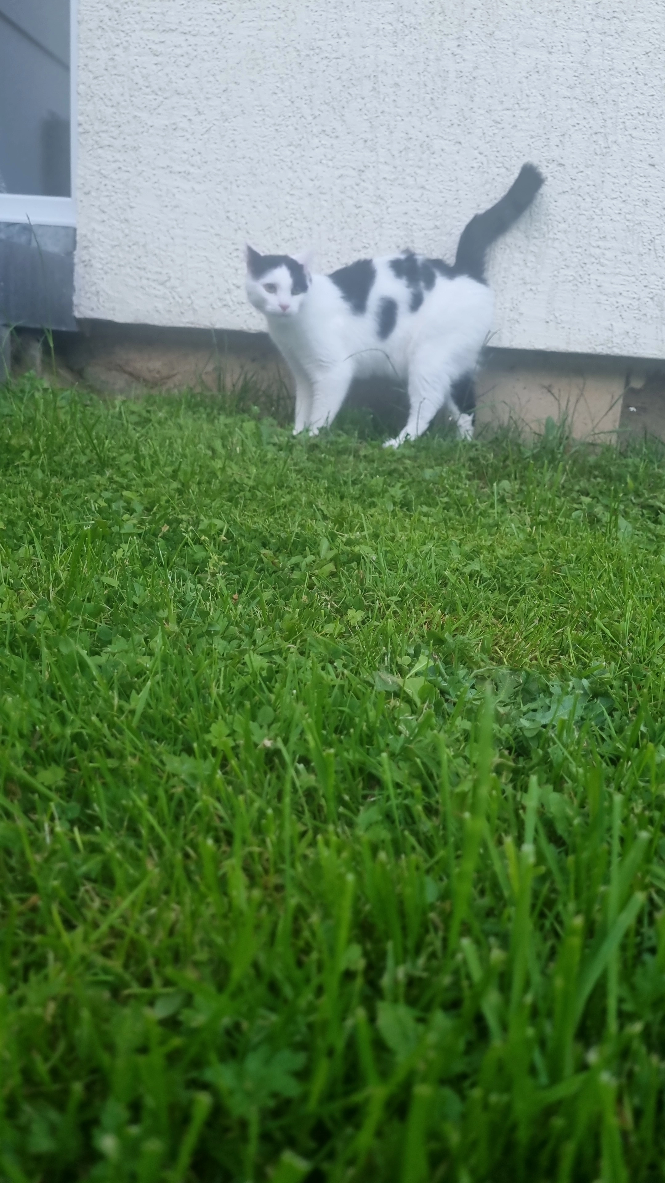 Neko - Alte Burgstraße 8, Gummersbach