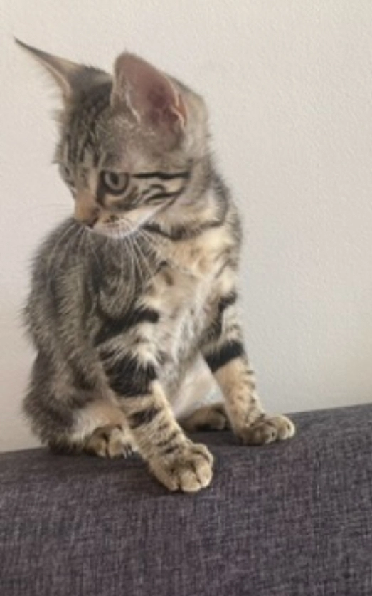 Whisky - 1 Rue du Beaujolais, Belleville-en-Beaujolais