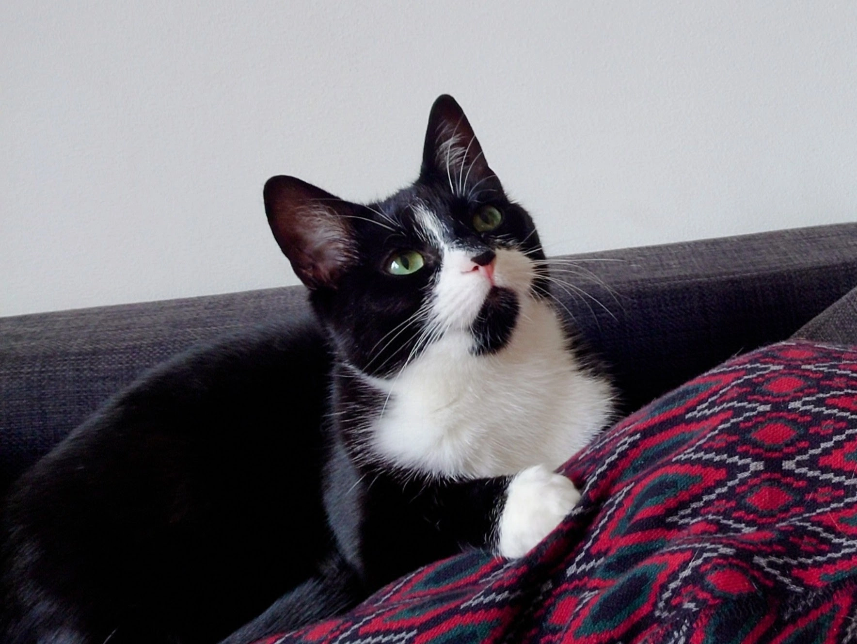 Simson - Leeuweriklaan, Zutphen