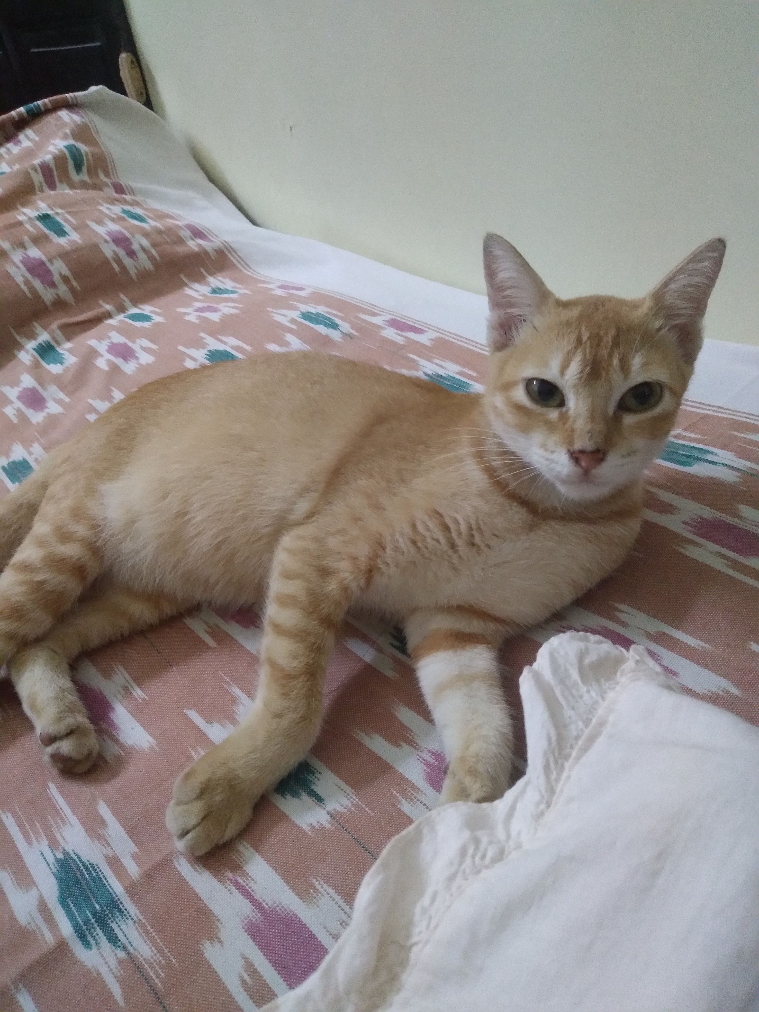 Tuktuki - Satyen Dutta Road, Kalighat