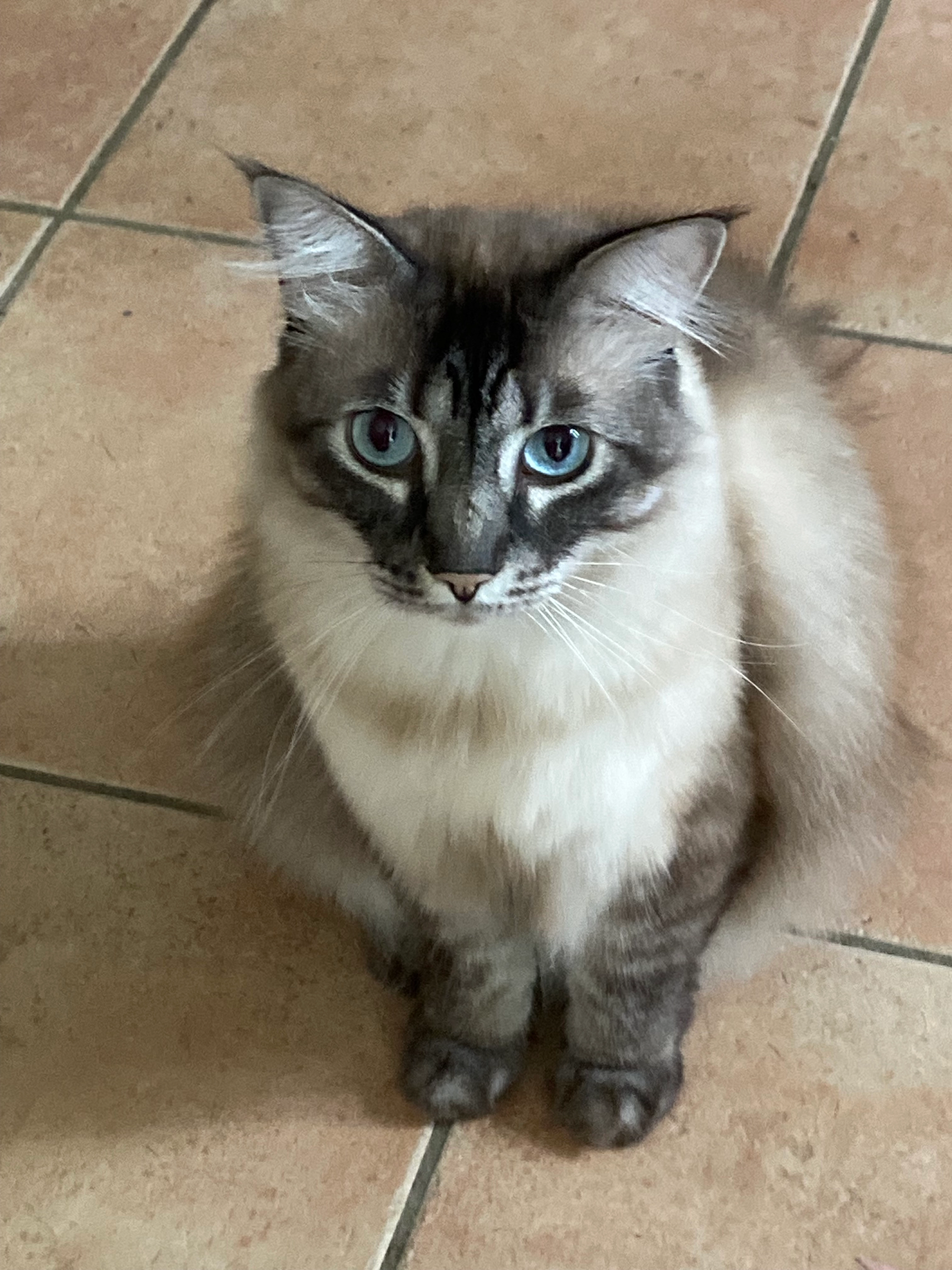 Ninja - La Grossinière Saint-Aubin, Mauléon