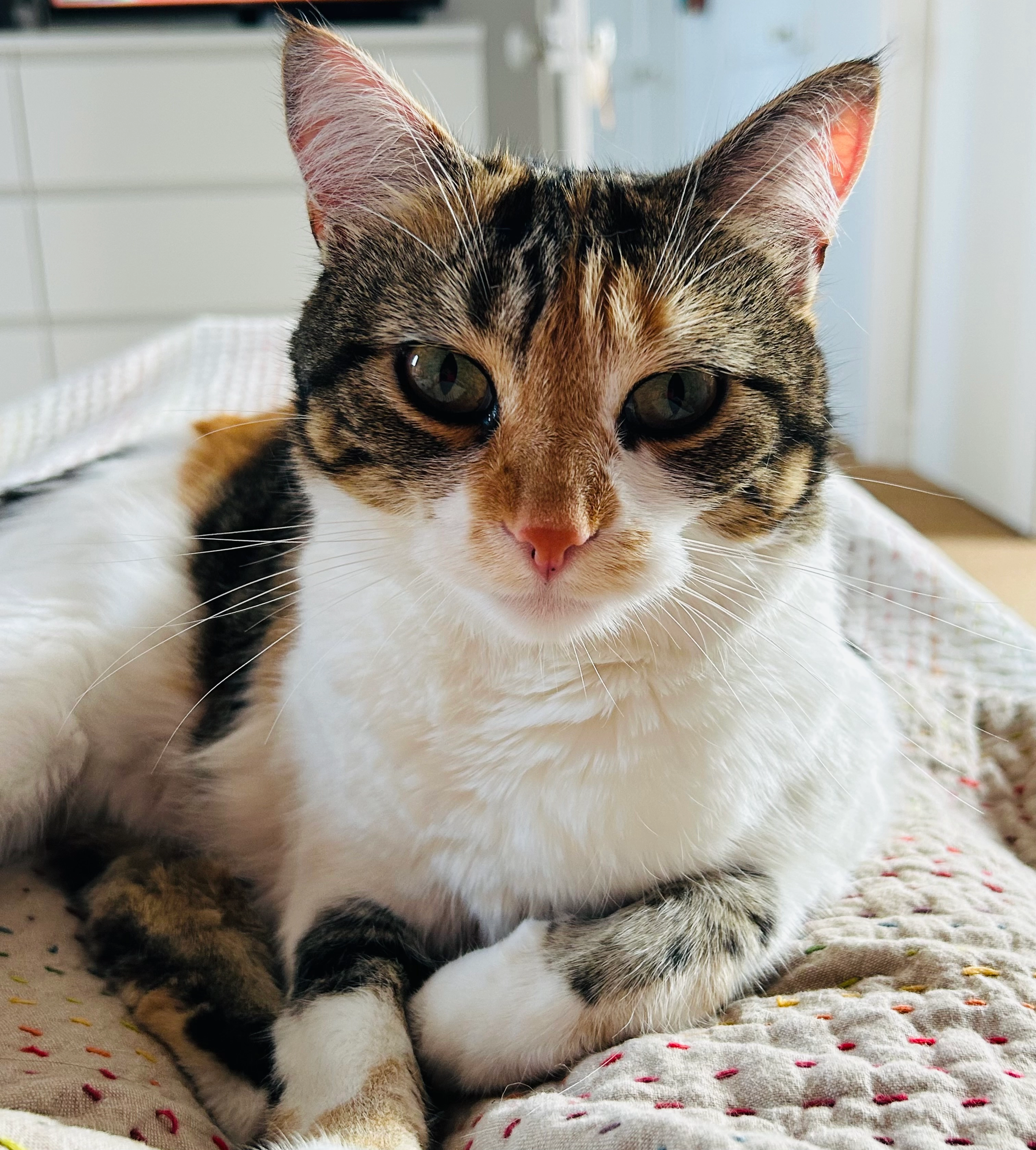 Sansa - Rue de Verdun, Dinard