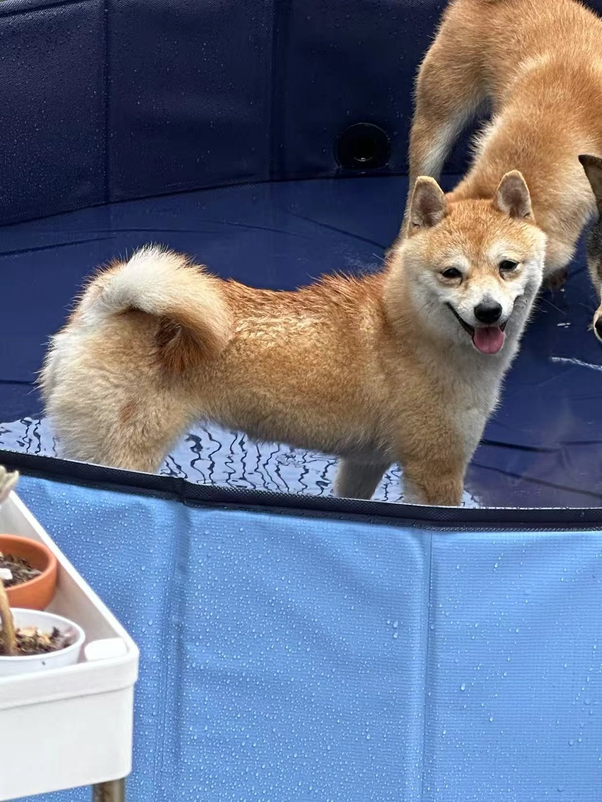 Senbei - Ham Park Road, London